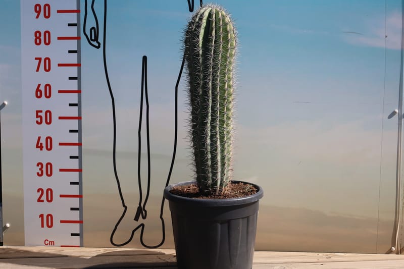 Pachycereus Pringlei