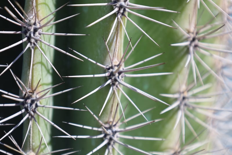 Pachycereus Pringlei