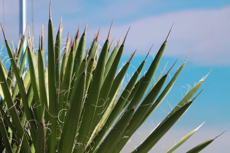 Yucca filifera australis