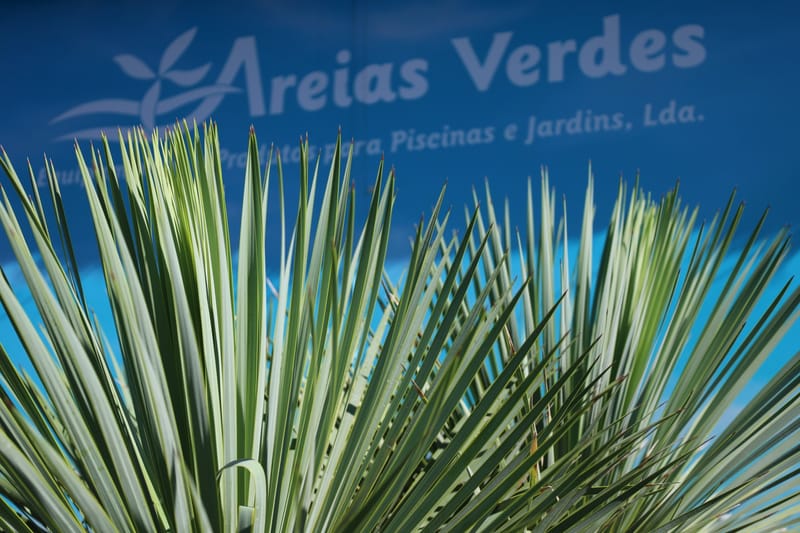 Yucca rostrata
