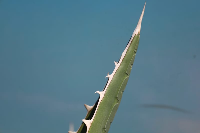 Agave megalondota