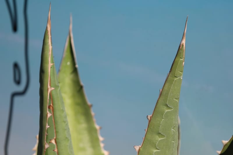 Agave megalondota