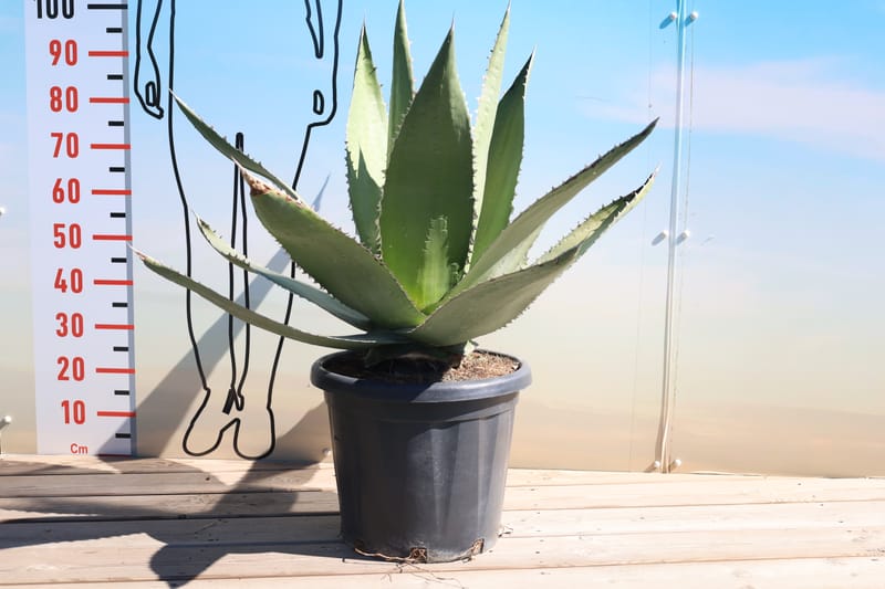 Agave megalondota