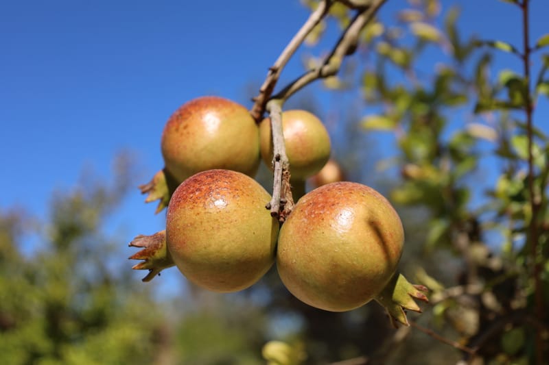 Punica granatum (Romanzeira)