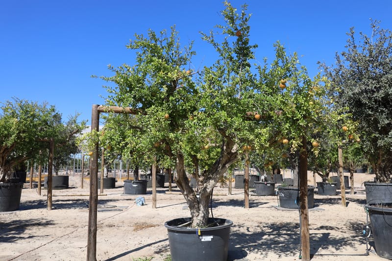 Punica granatum (Romanzeira)