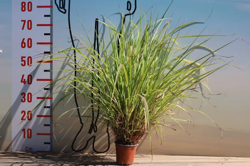 Cymbopogon winterianus (Citronela)