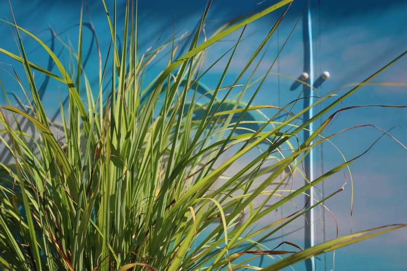 Cymbopogon winterianus (Citronela)