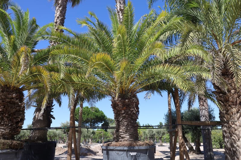 Phoenix canariensis