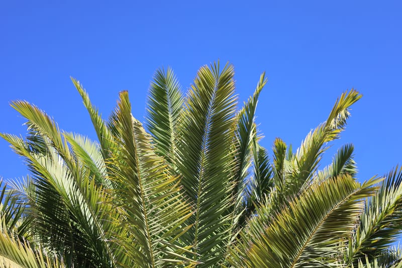Phoenix canariensis