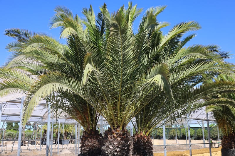 Phoenix canariensis