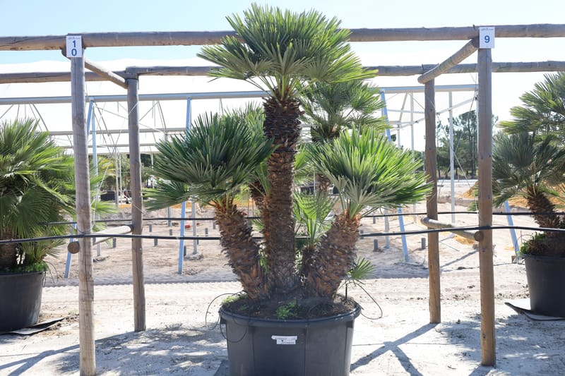 Chamaerops humilis