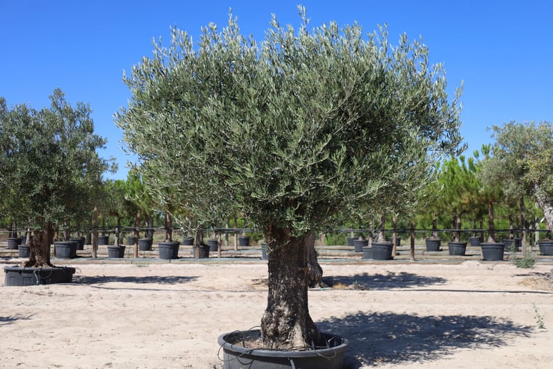 Olea europaea
