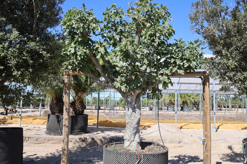 Ficus carica