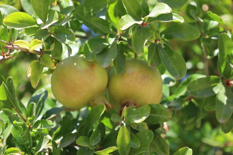 Punica granatum