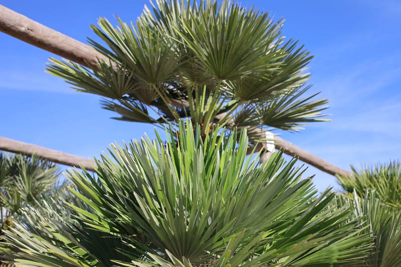 Chamaerops humilis