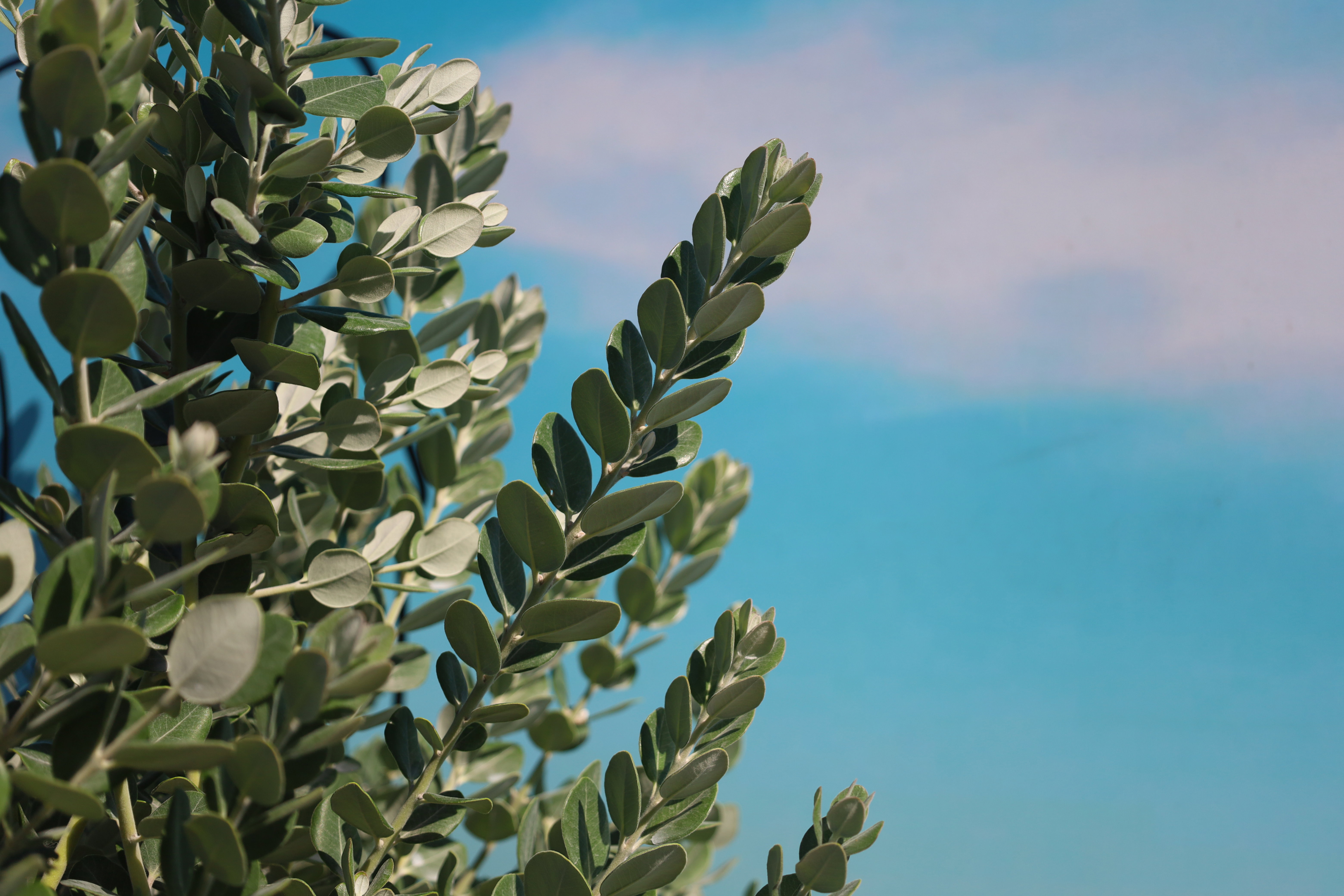 Metrosidero excelsea