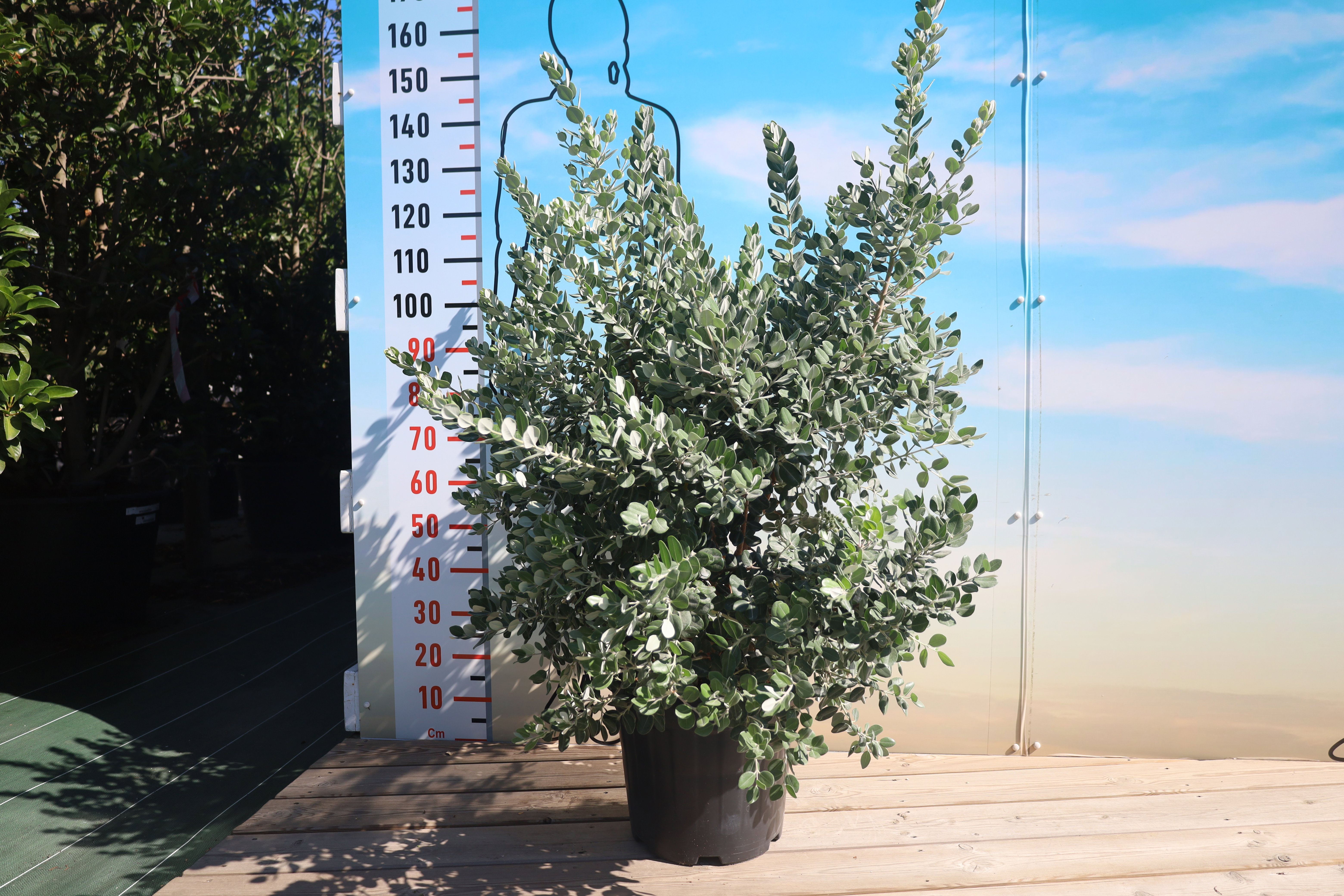 Metrosidero excelsea