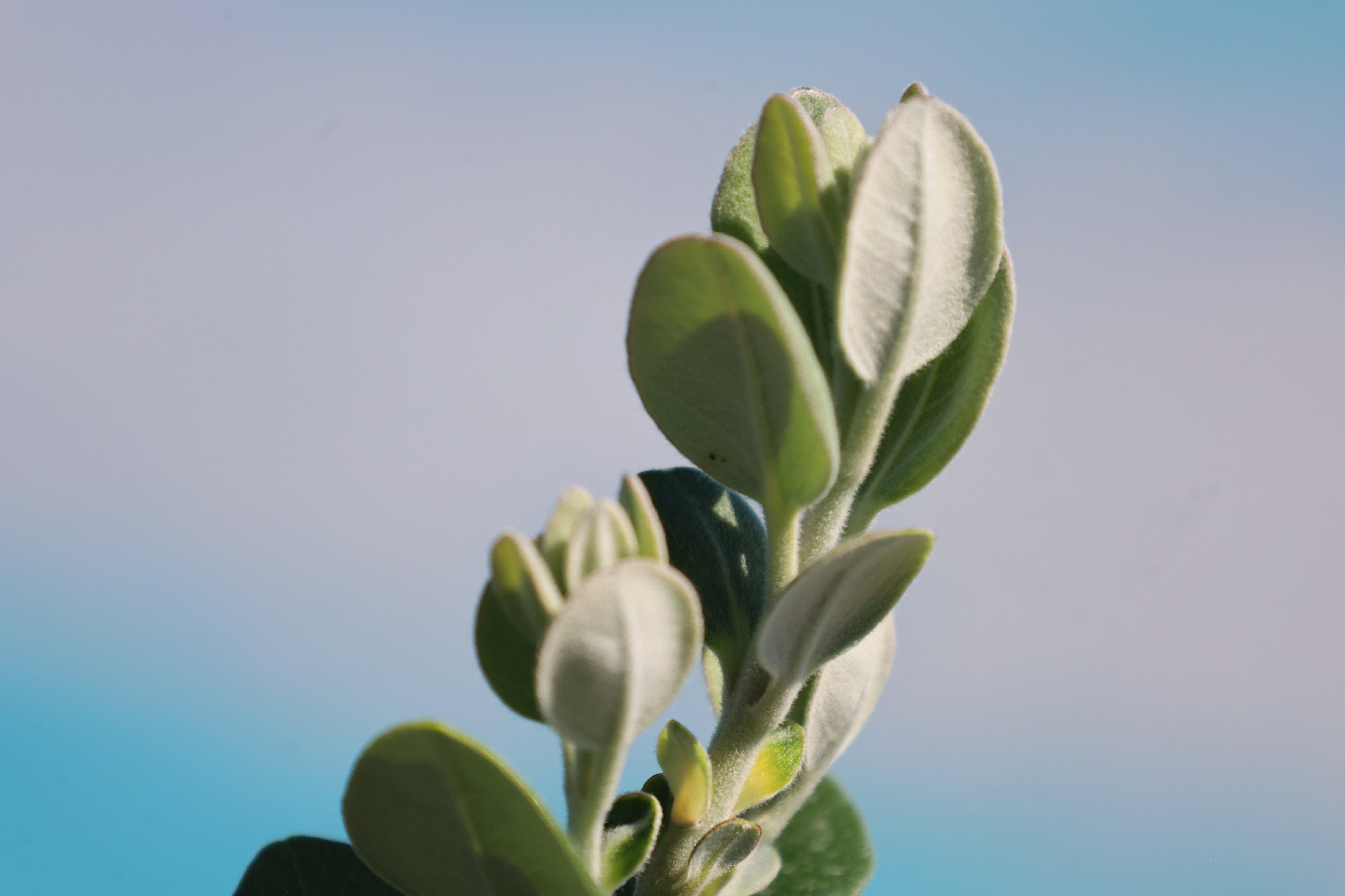 Metrosidero excelsea