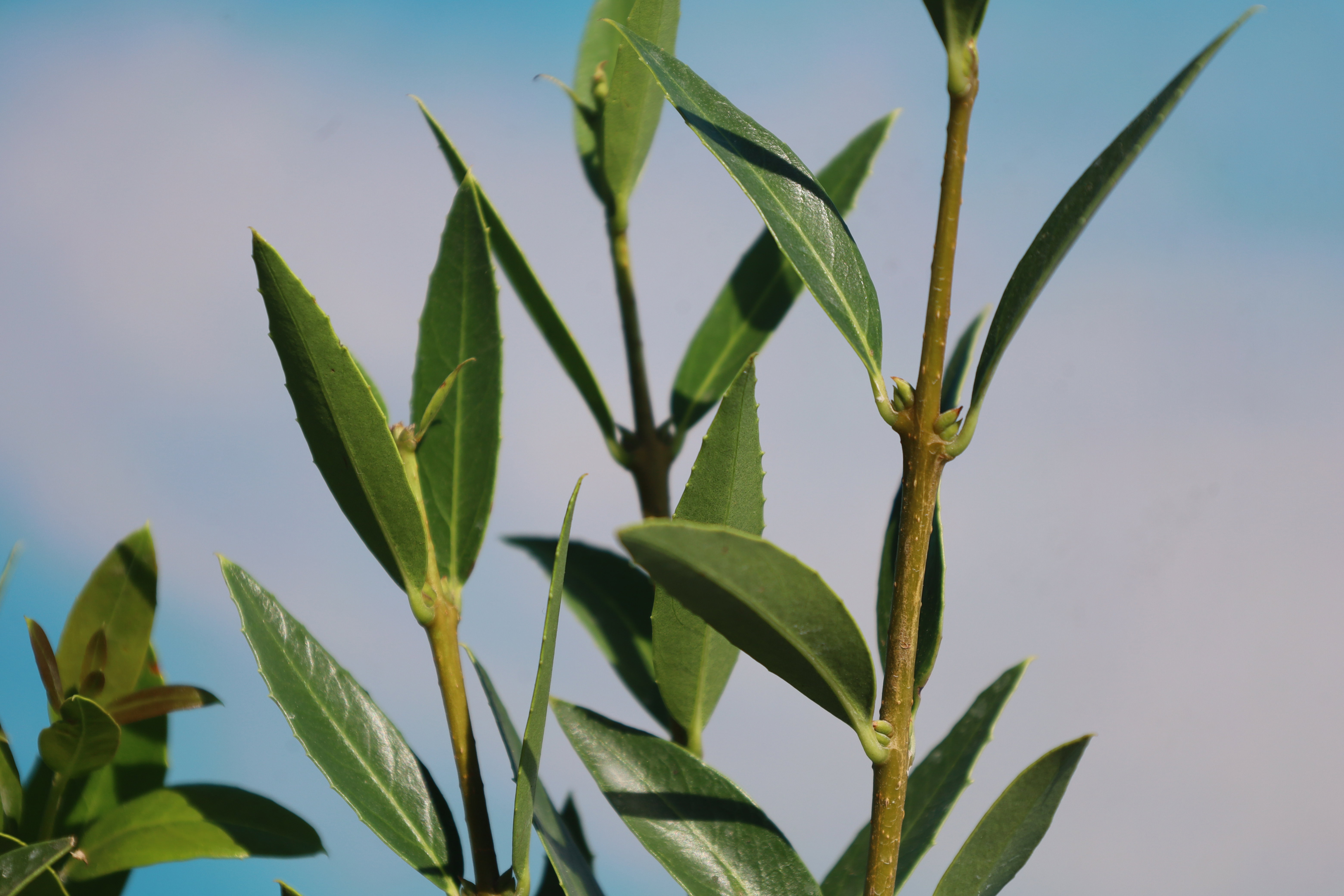 Phillyrea angustifolia