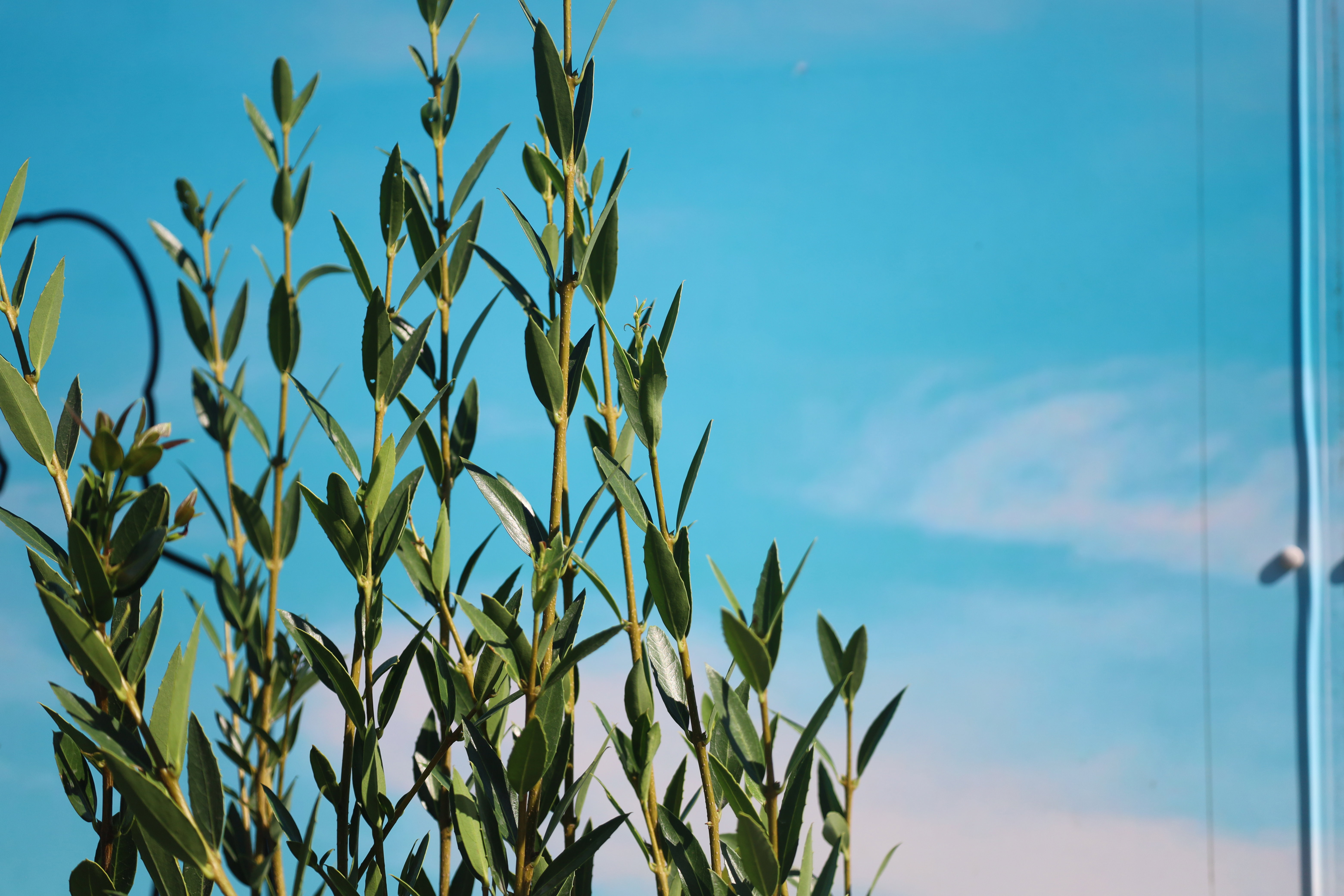 Phillyrea angustifolia