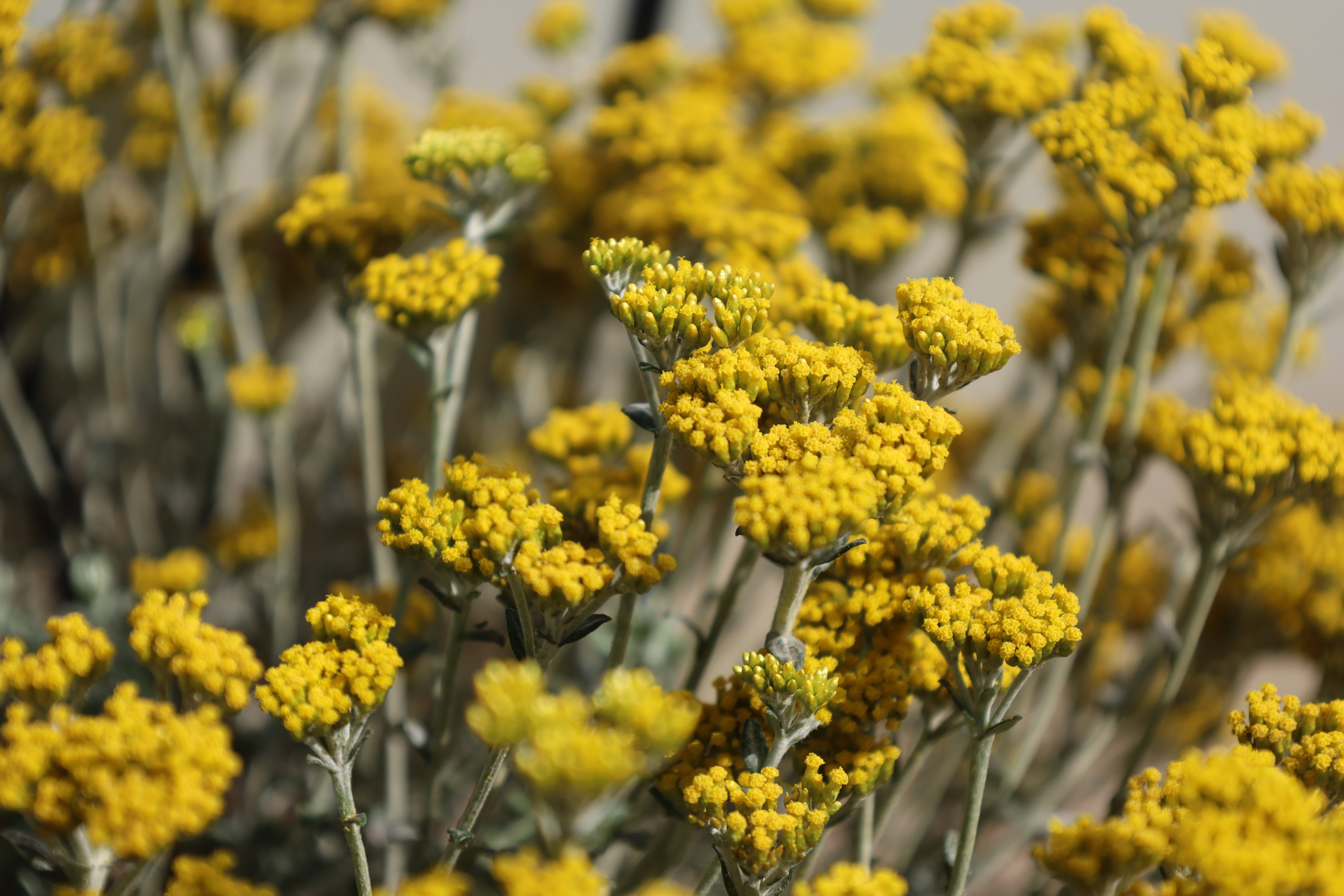 Helichrysum cymosum