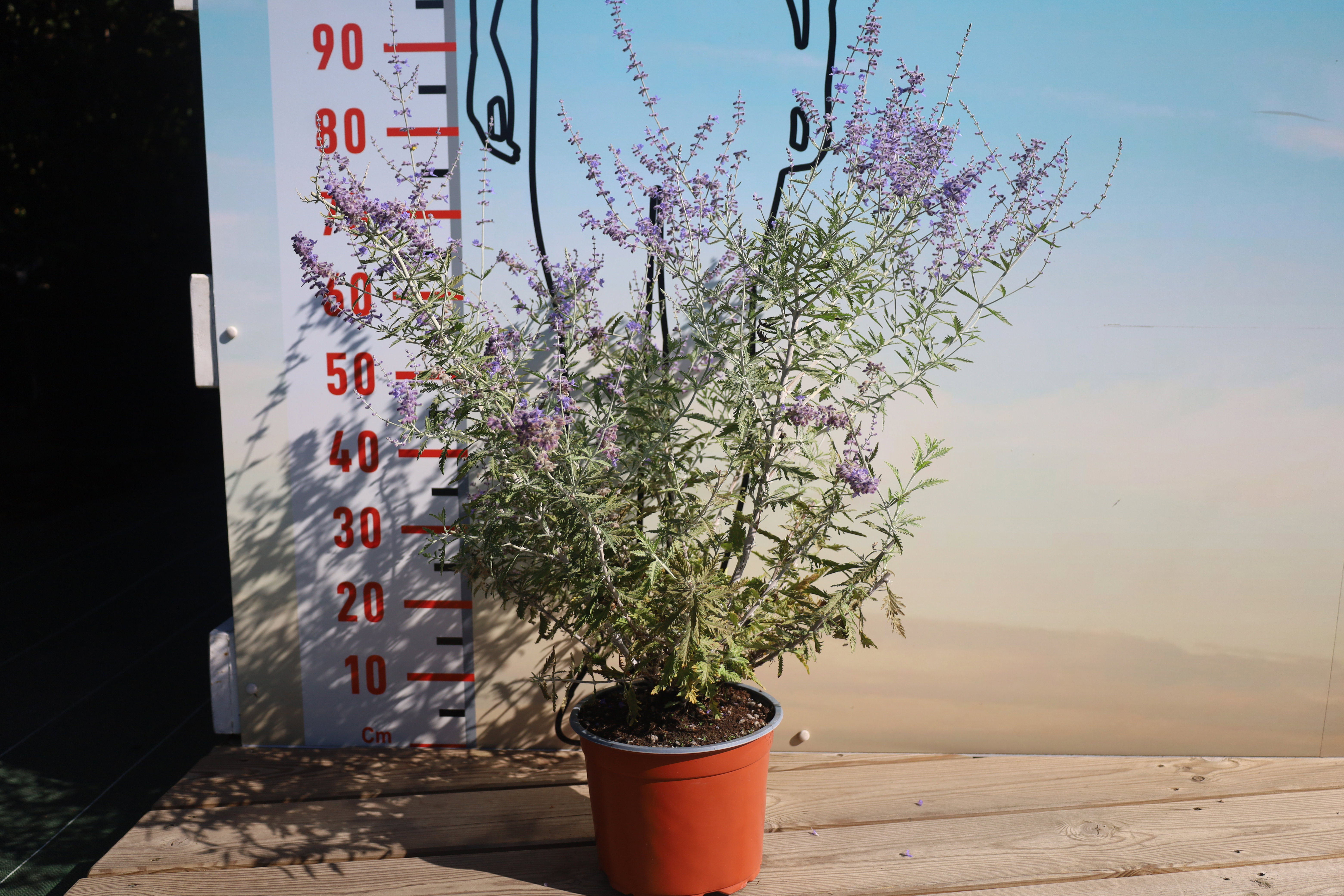 Perovskia lacey blue