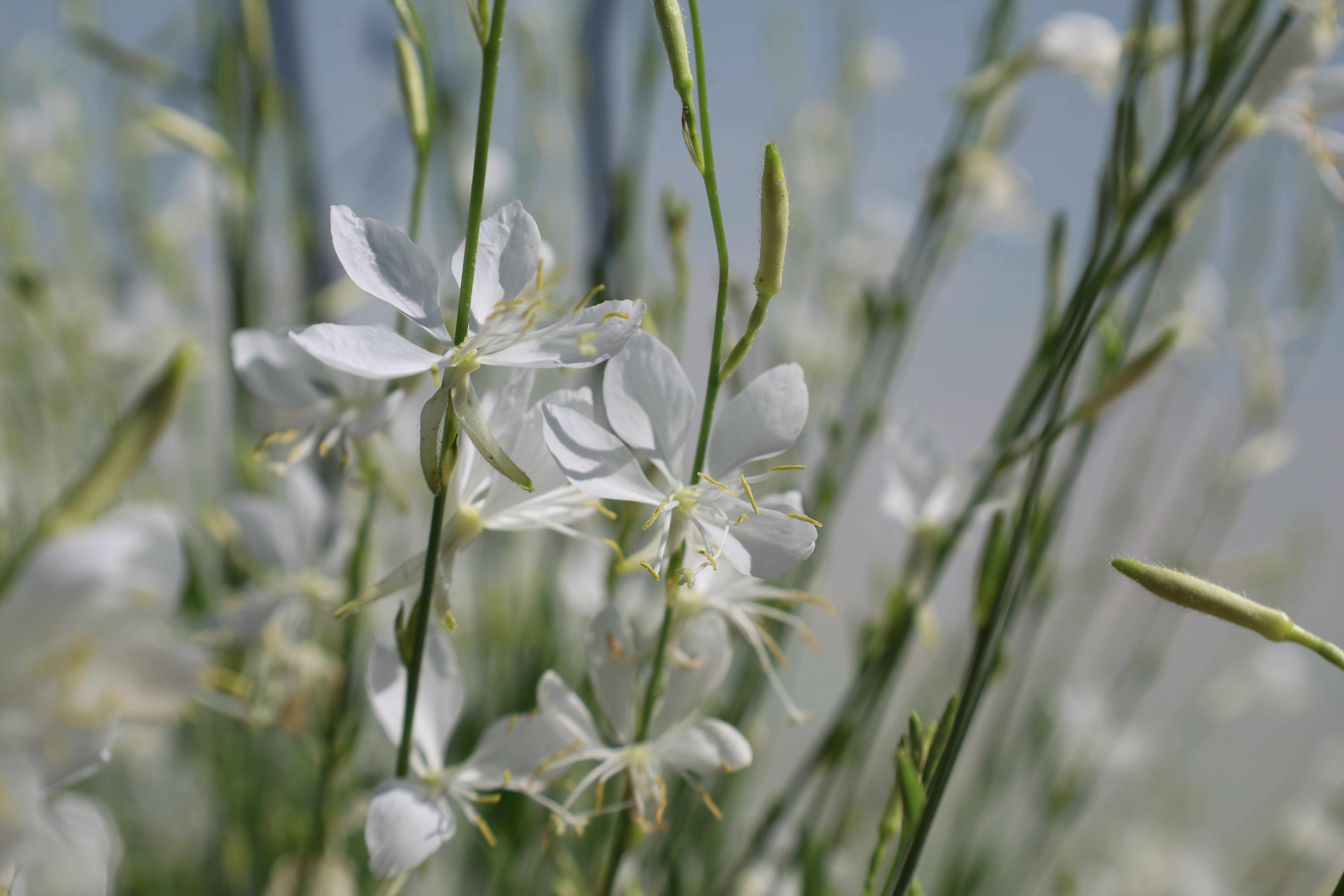 Gaura lindheimeri 'Graceful White'