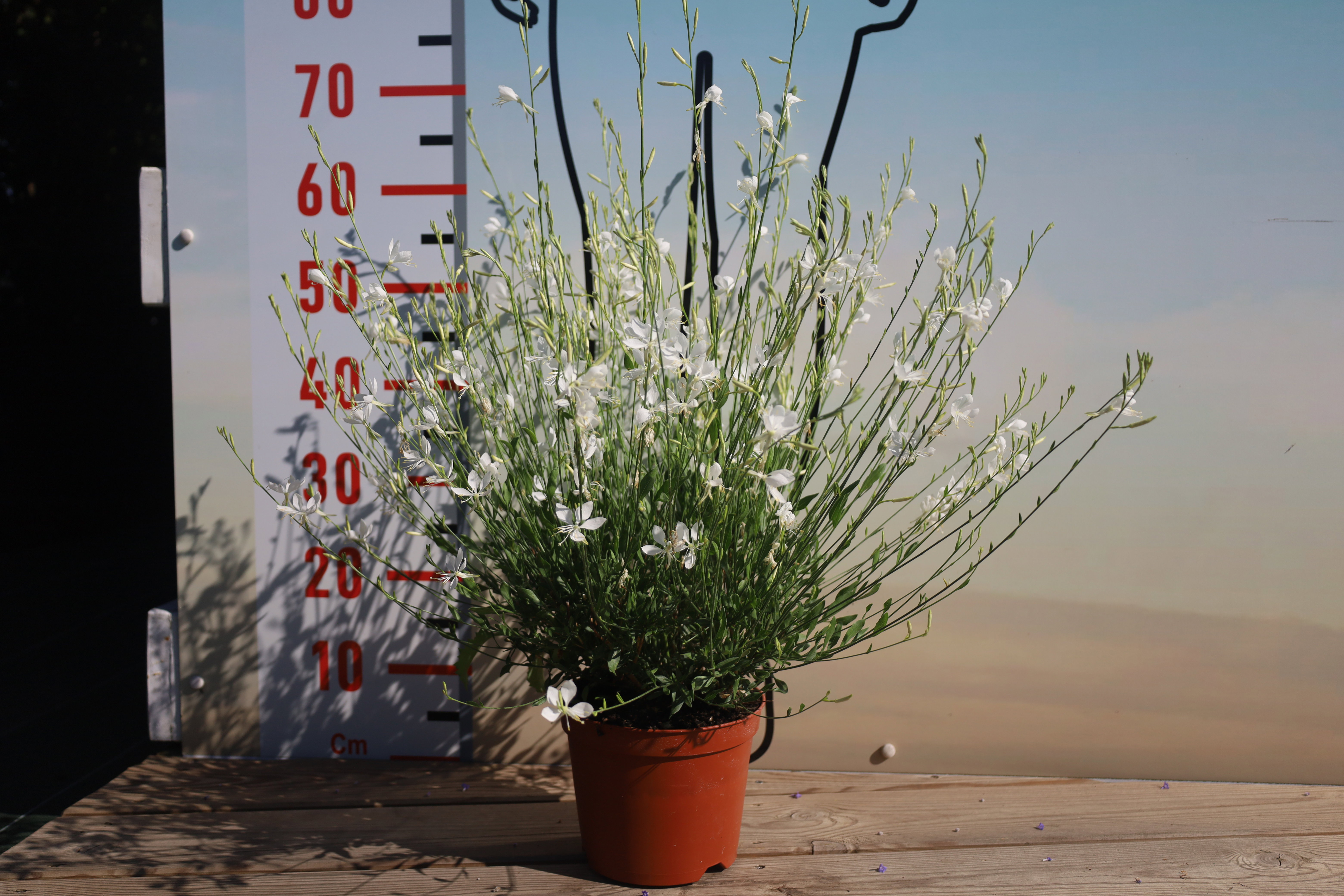 Gaura lindheimeri 'Graceful White'