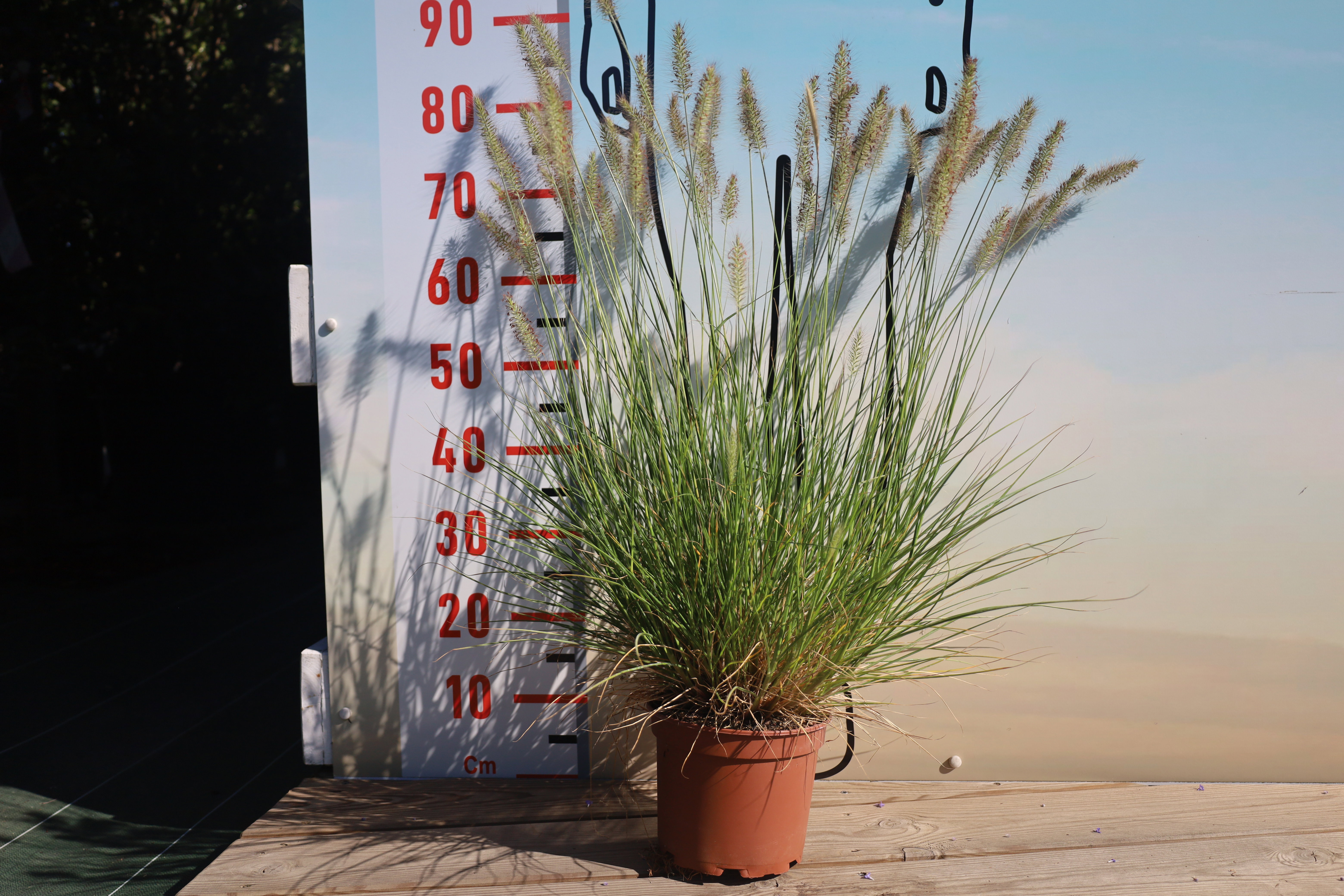 Pennisetum alopecuroides hameln