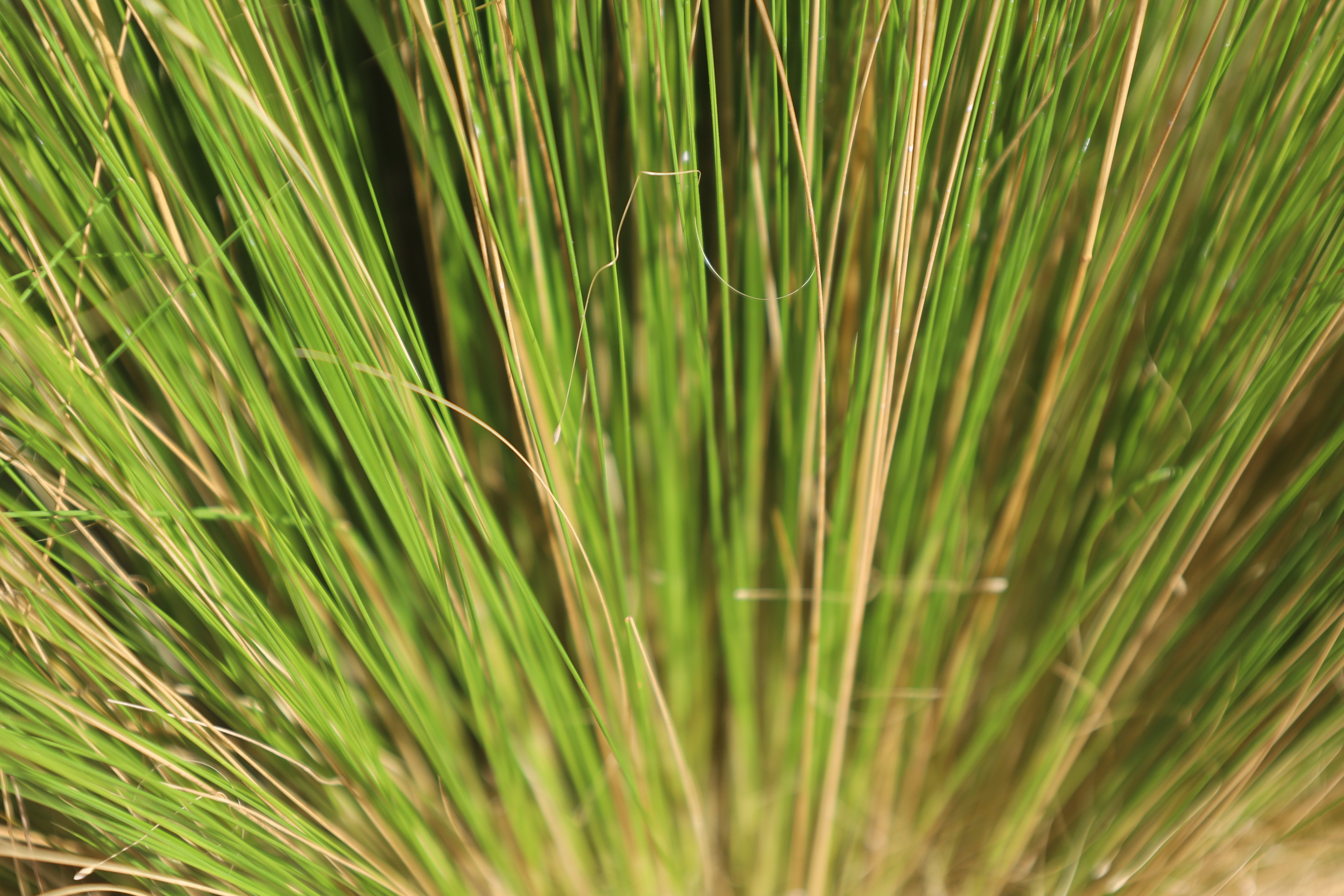 Very thin stipa