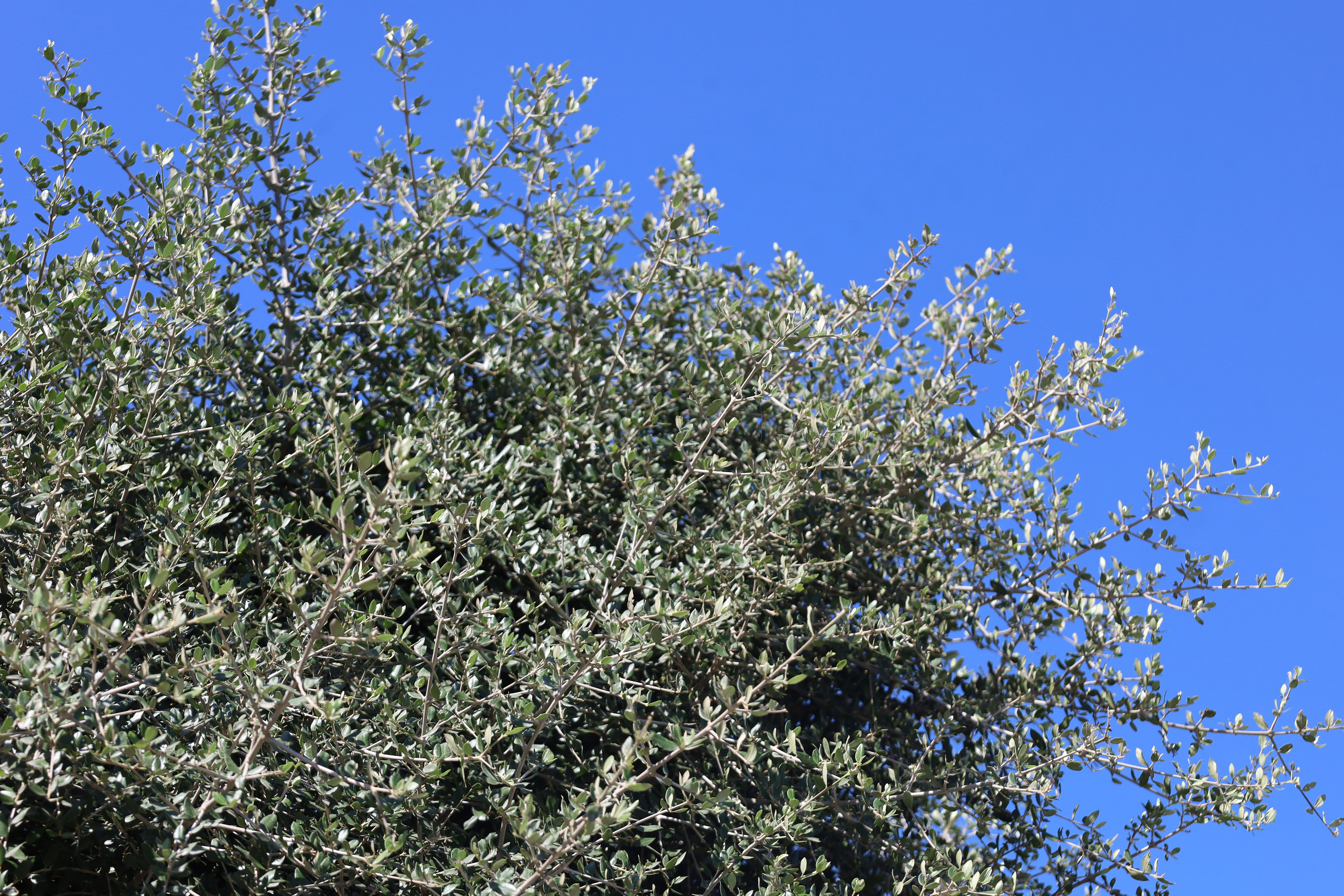 Olea europaea