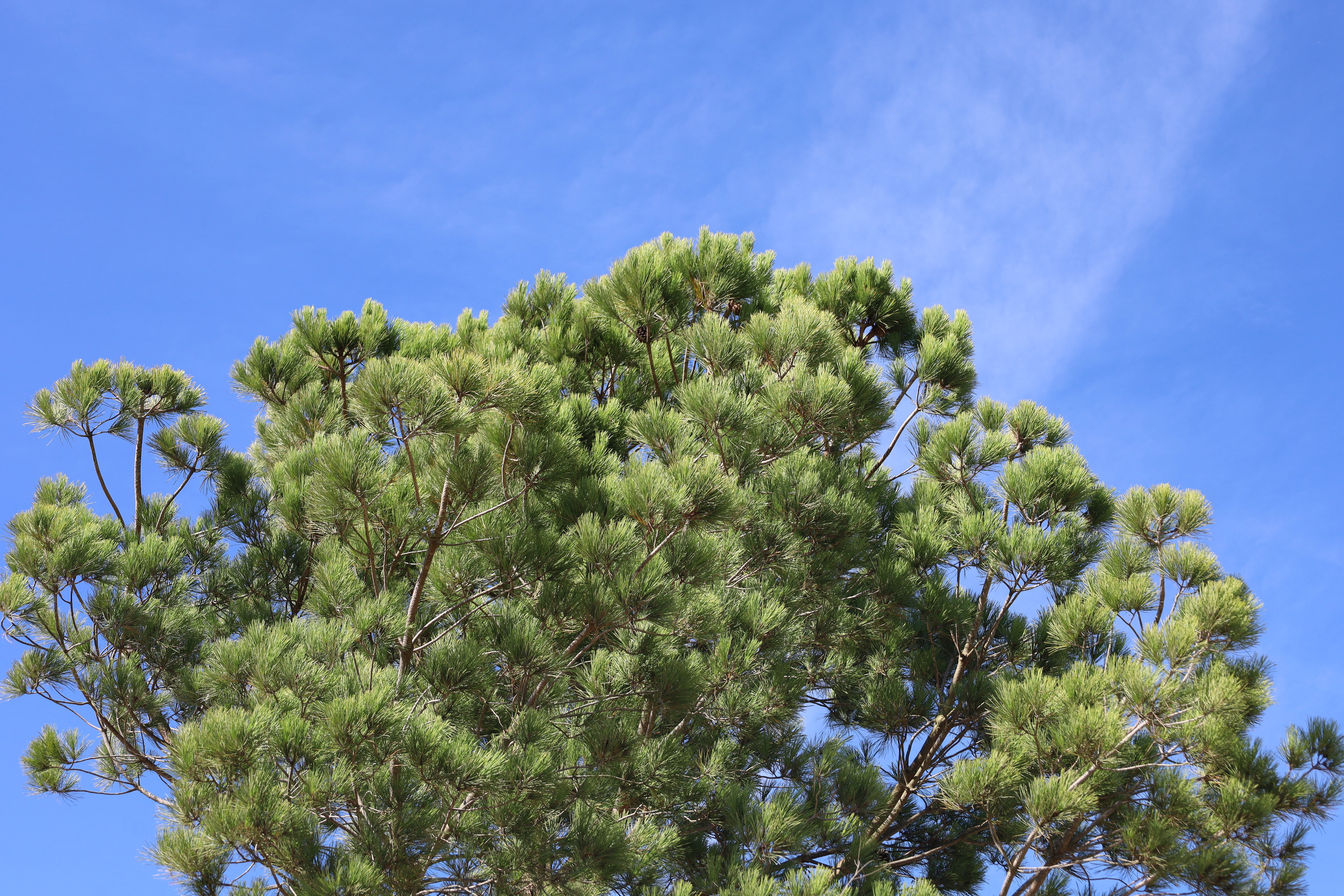 Pinus pinea