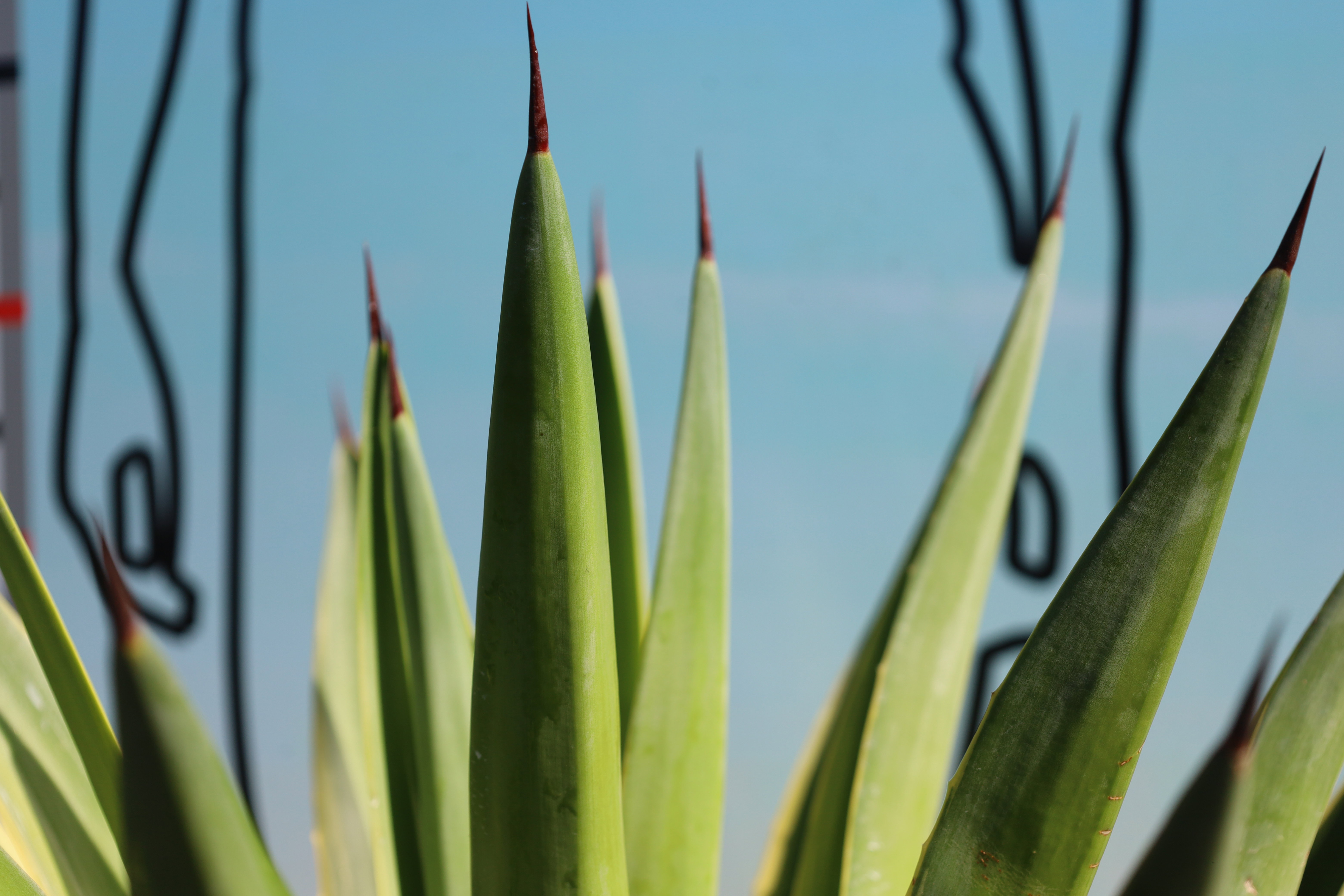 Agave desmettiana variegata