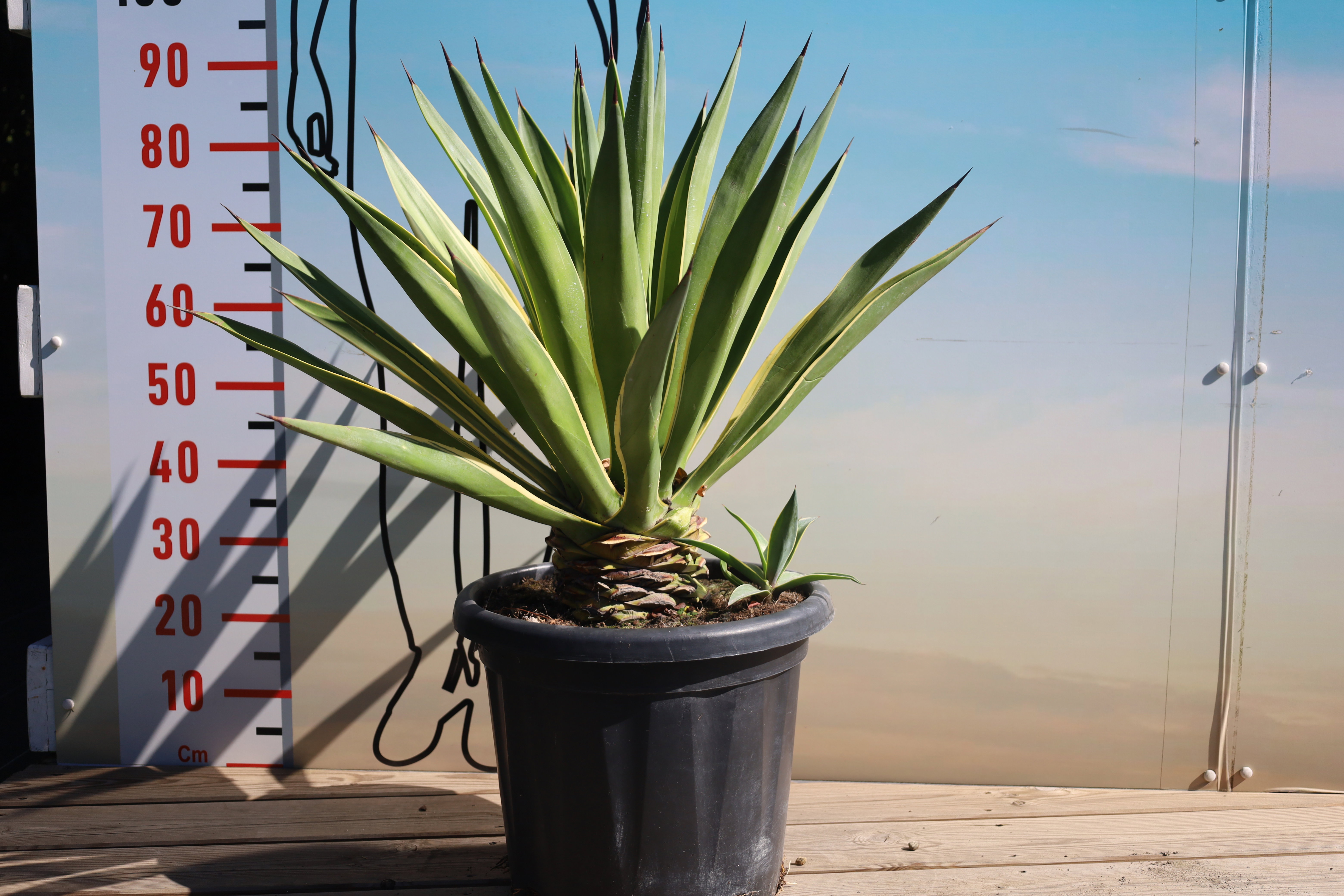 Agave desmettiana variegata