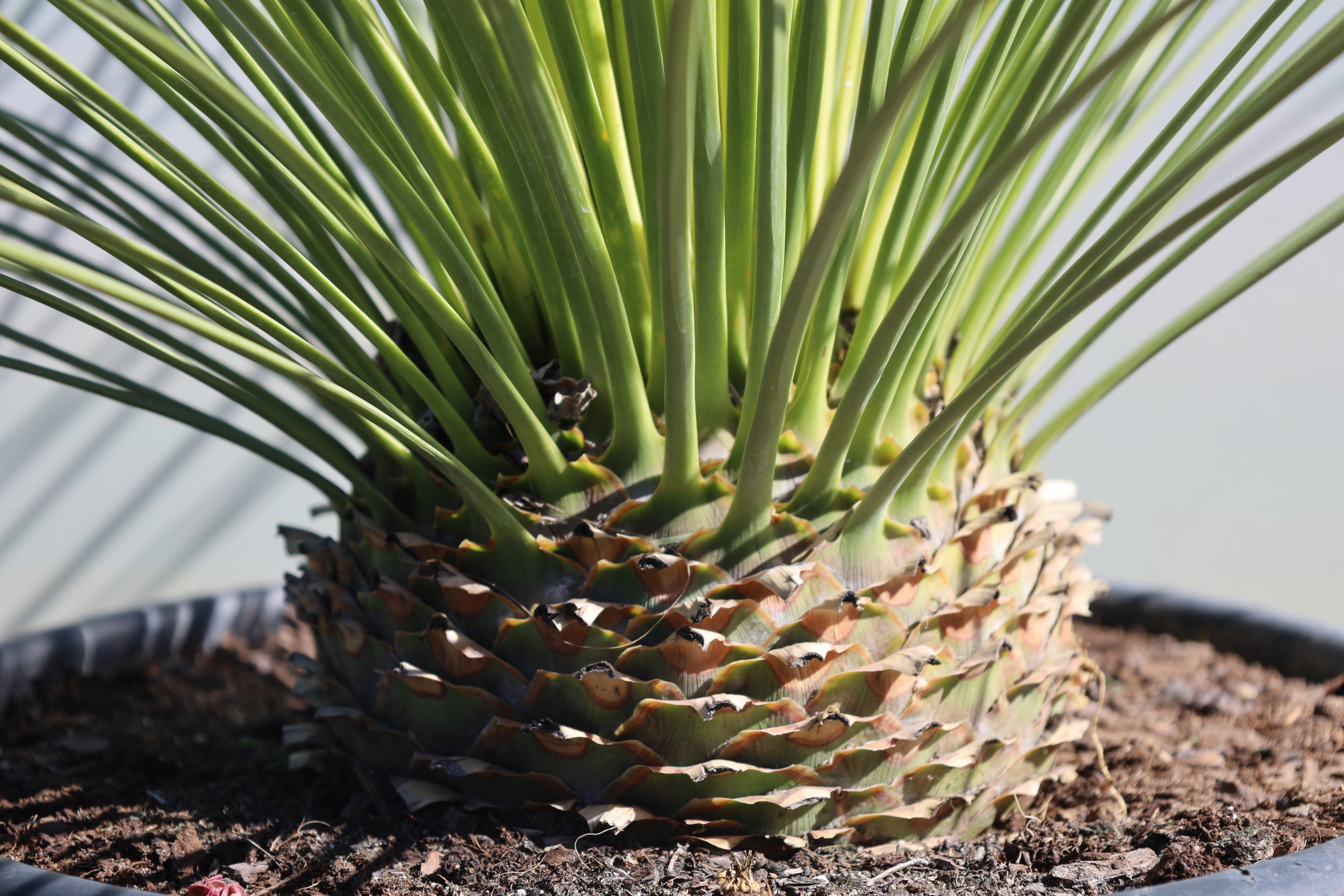 Dasylirion longissimum