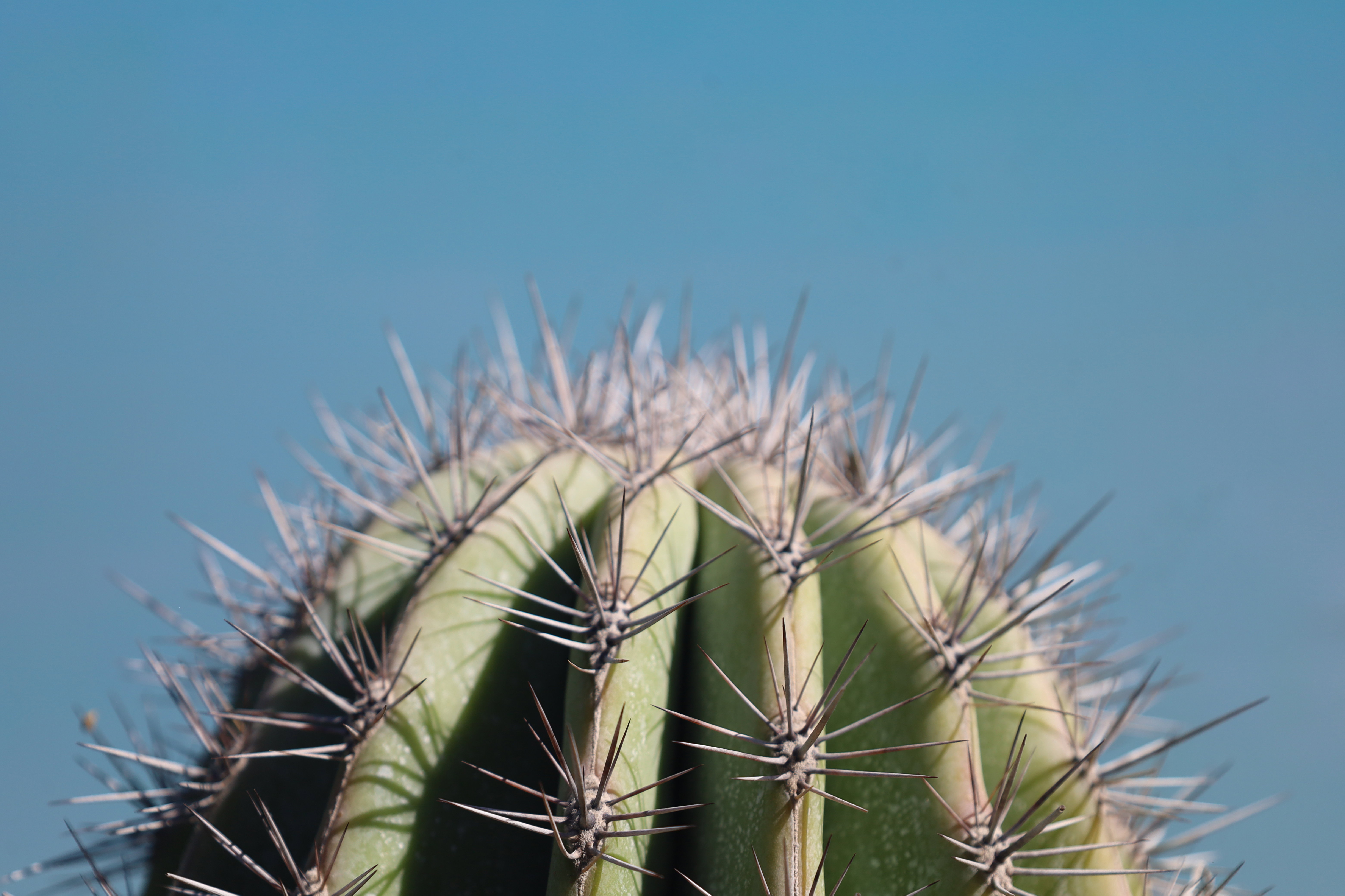 Pachycereus Pringlei