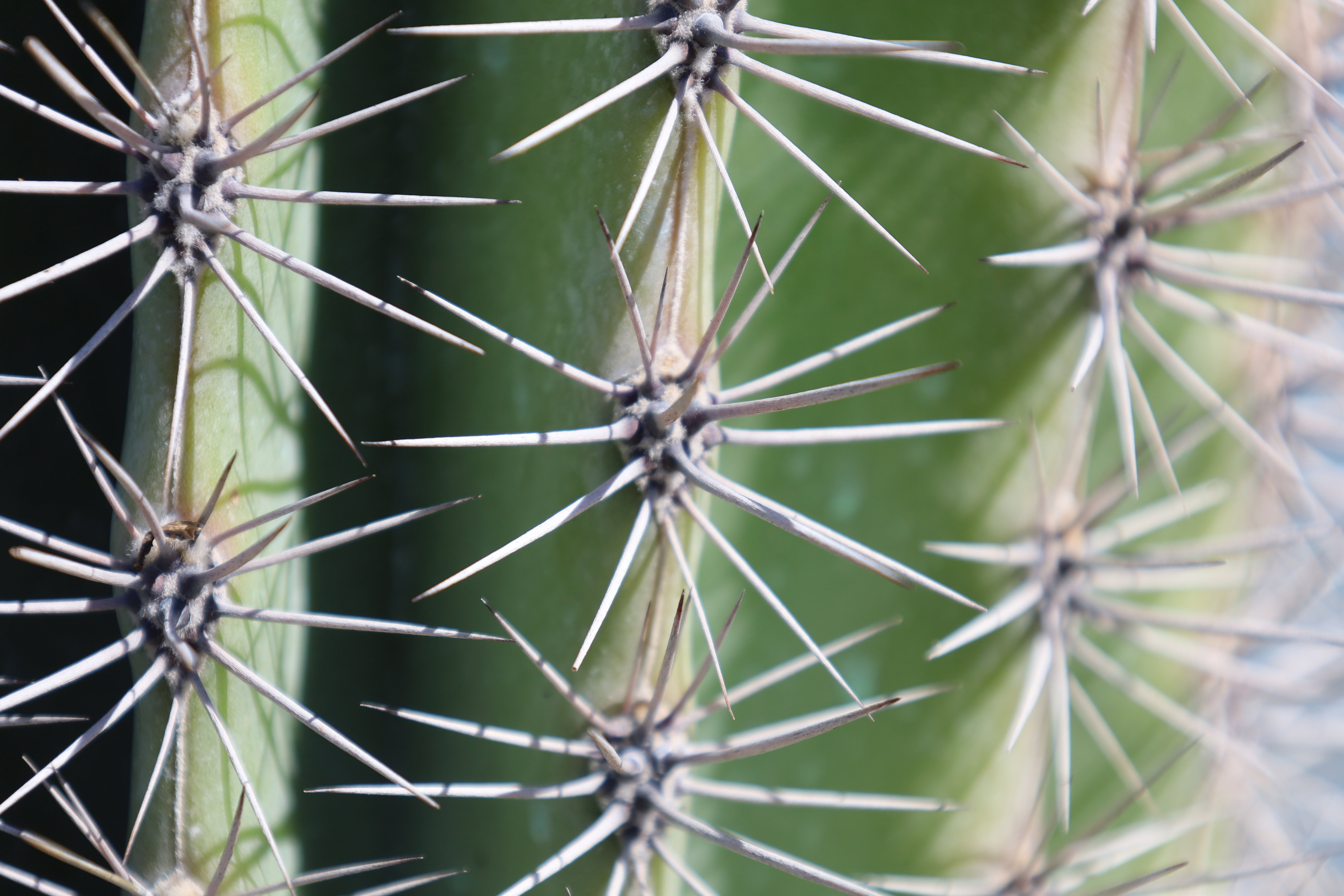 Pachycereus Pringlei