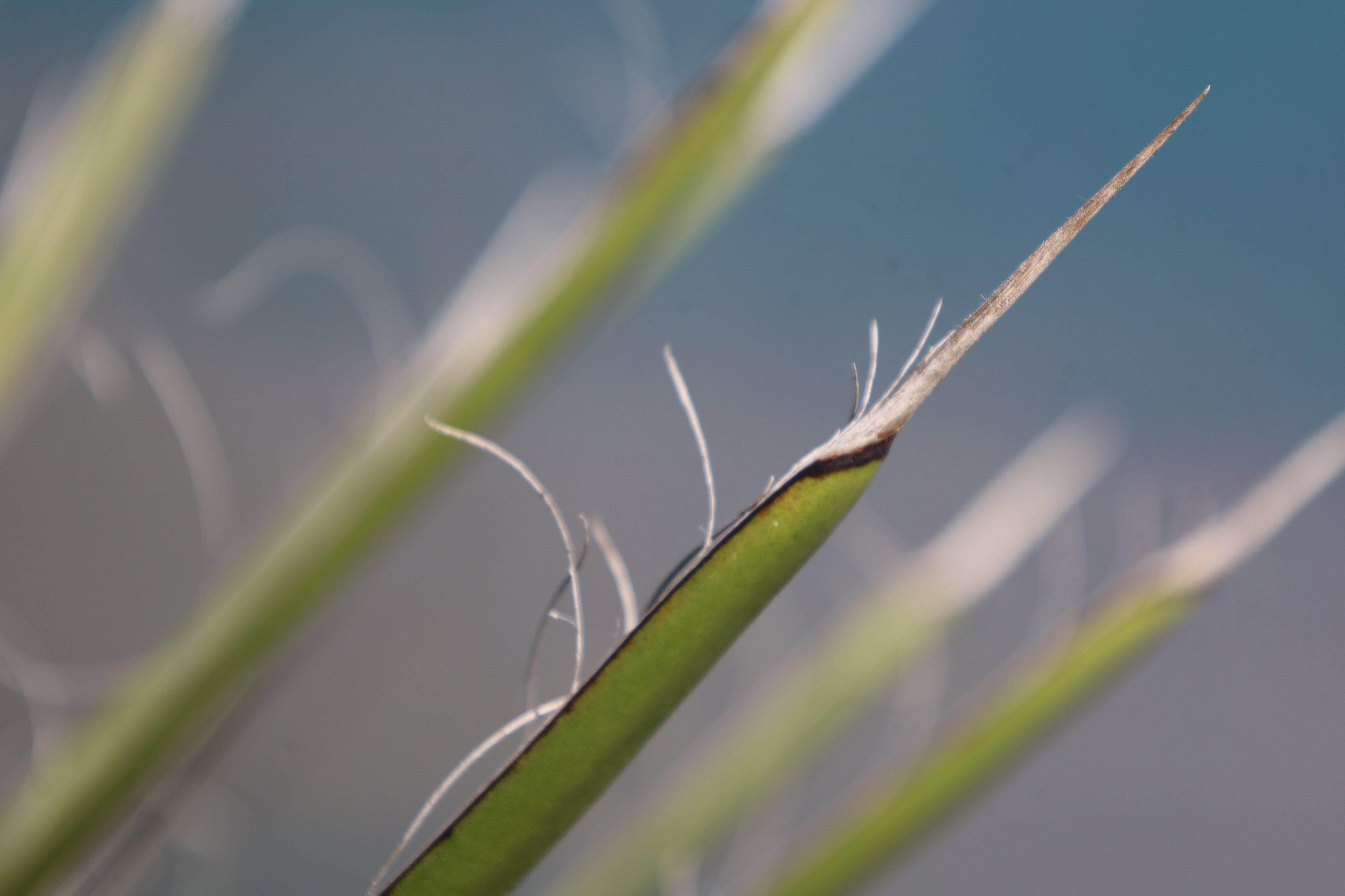 Yucca filifera australis