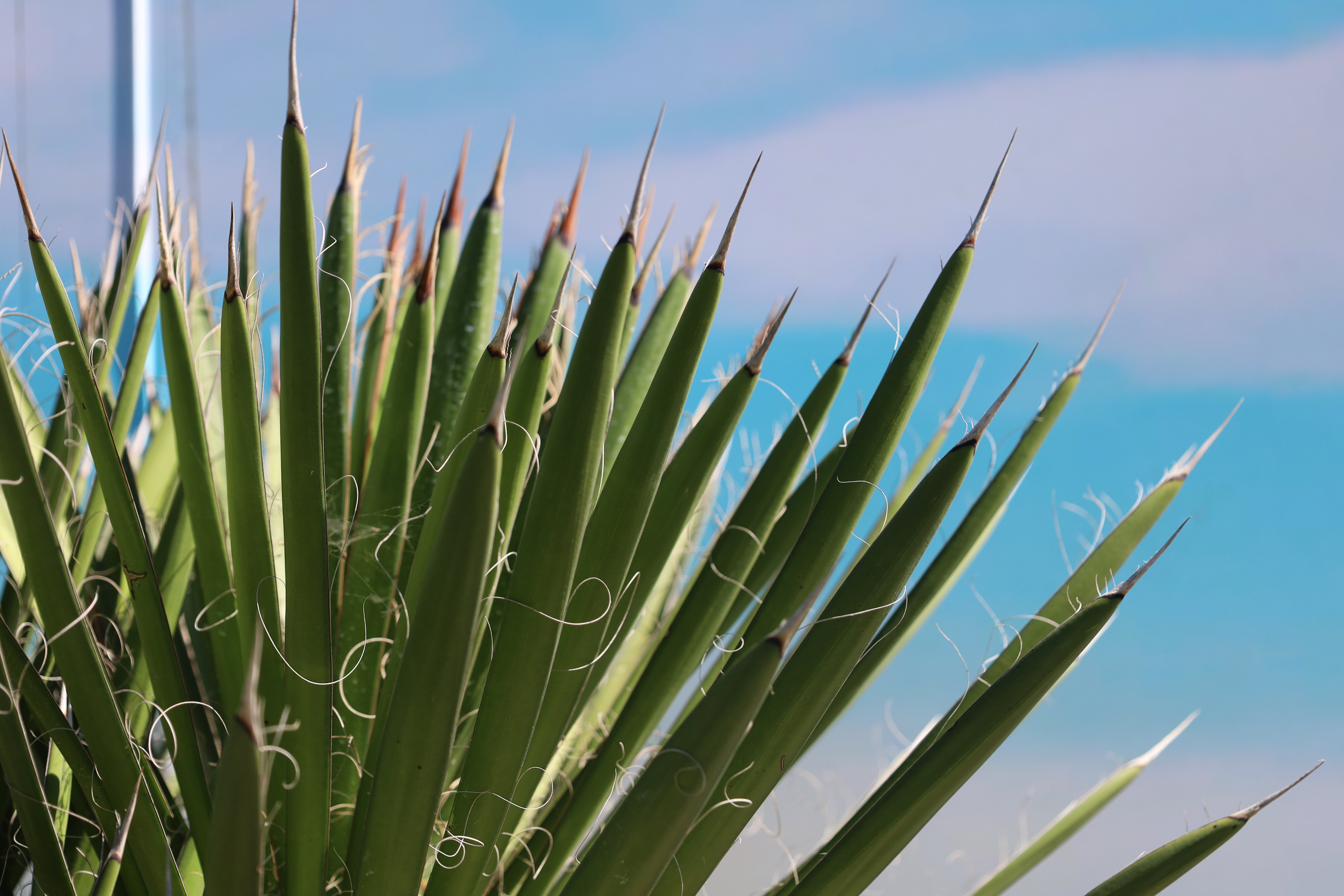 Yucca filifera australis