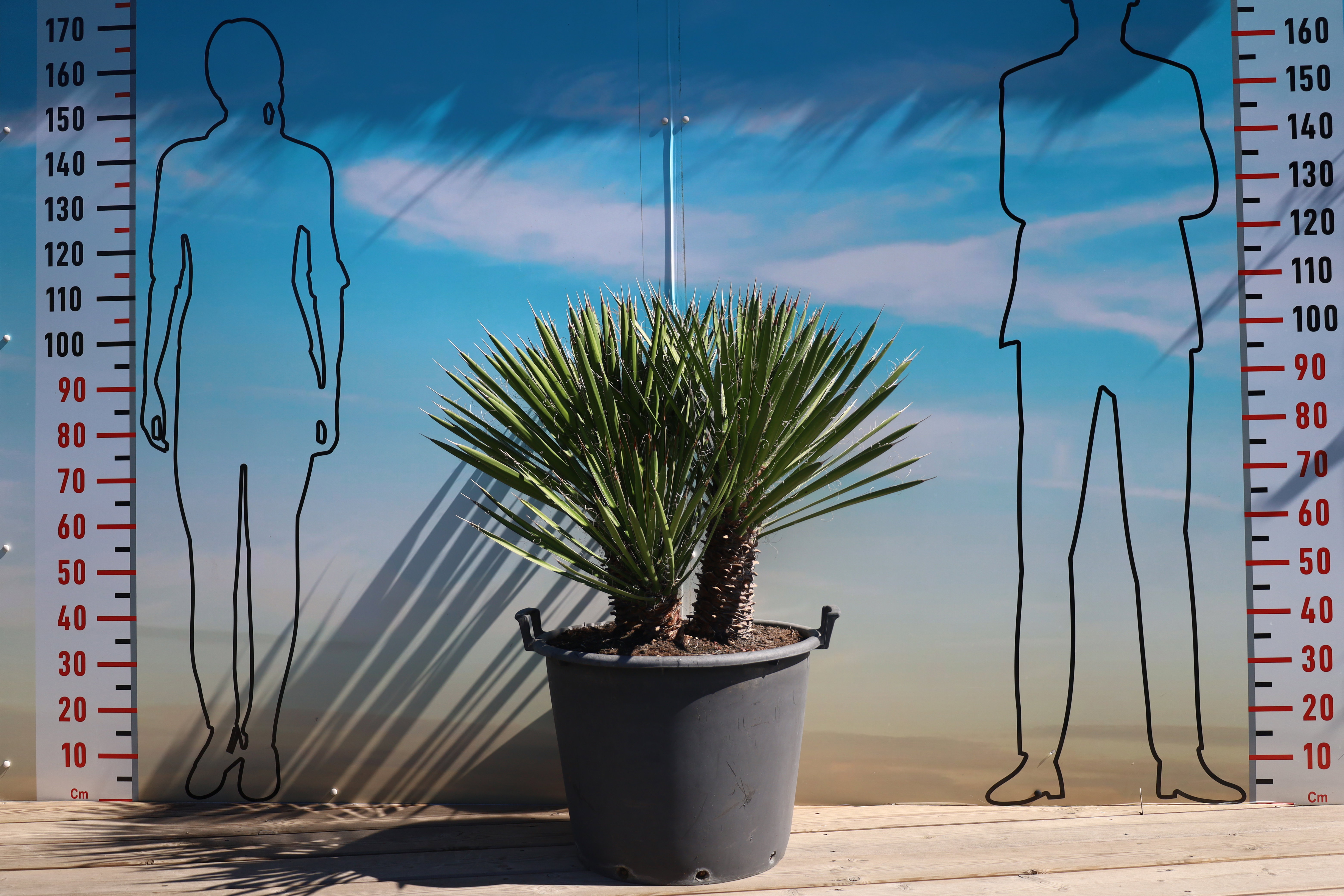 Yucca filifera australis