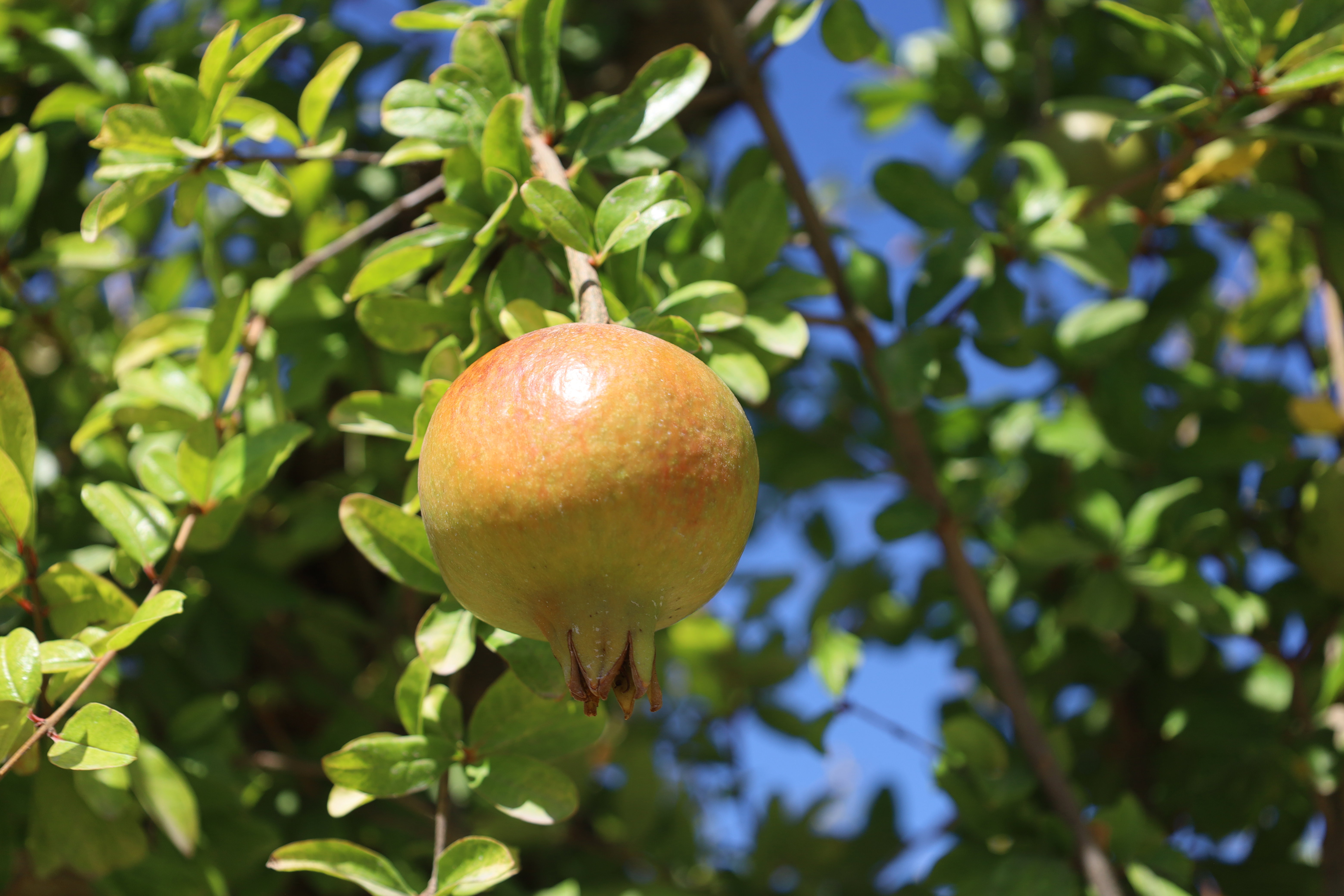 Punica granatum (Pomegranate)