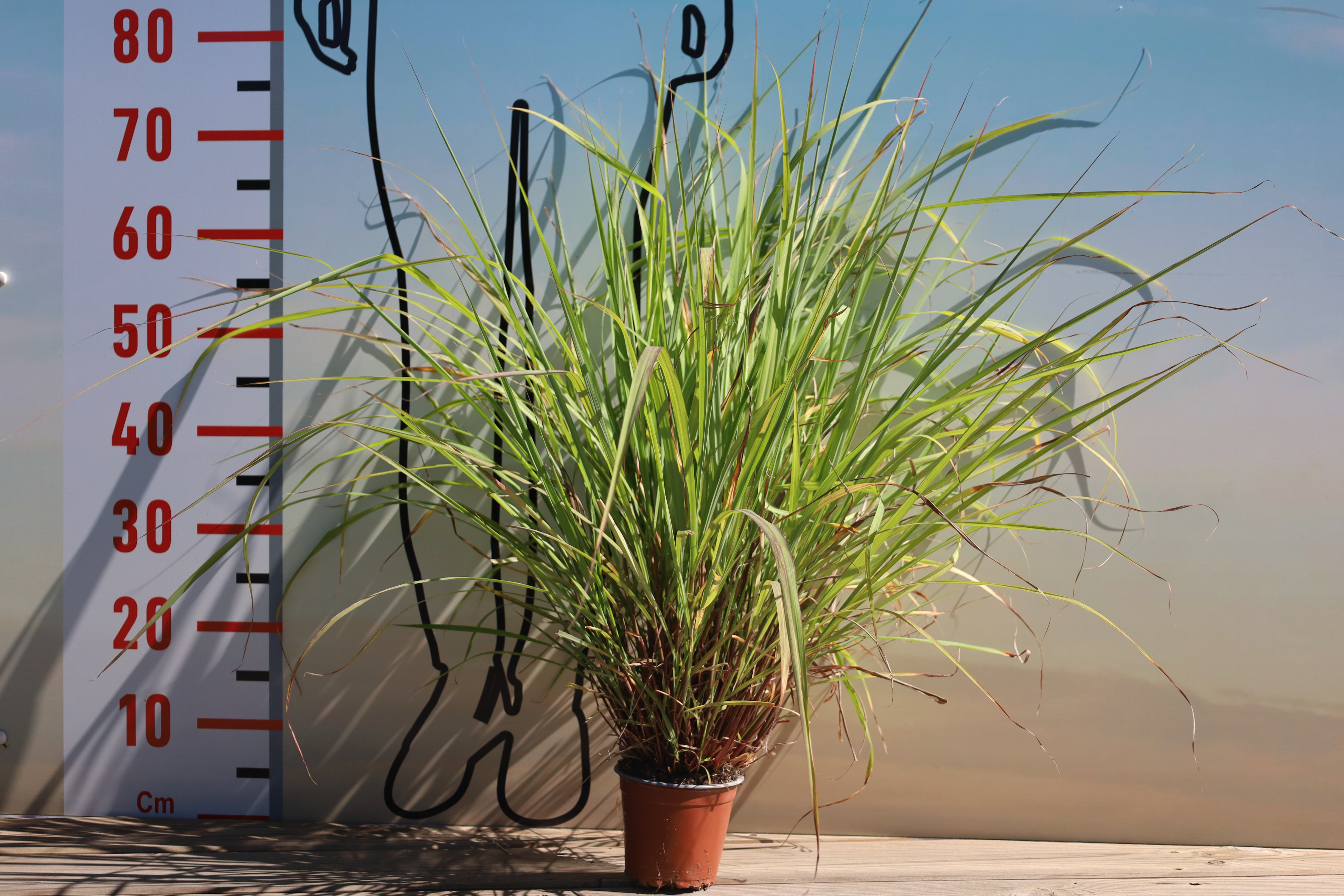 Cymbopogon winterianus (Citronella)