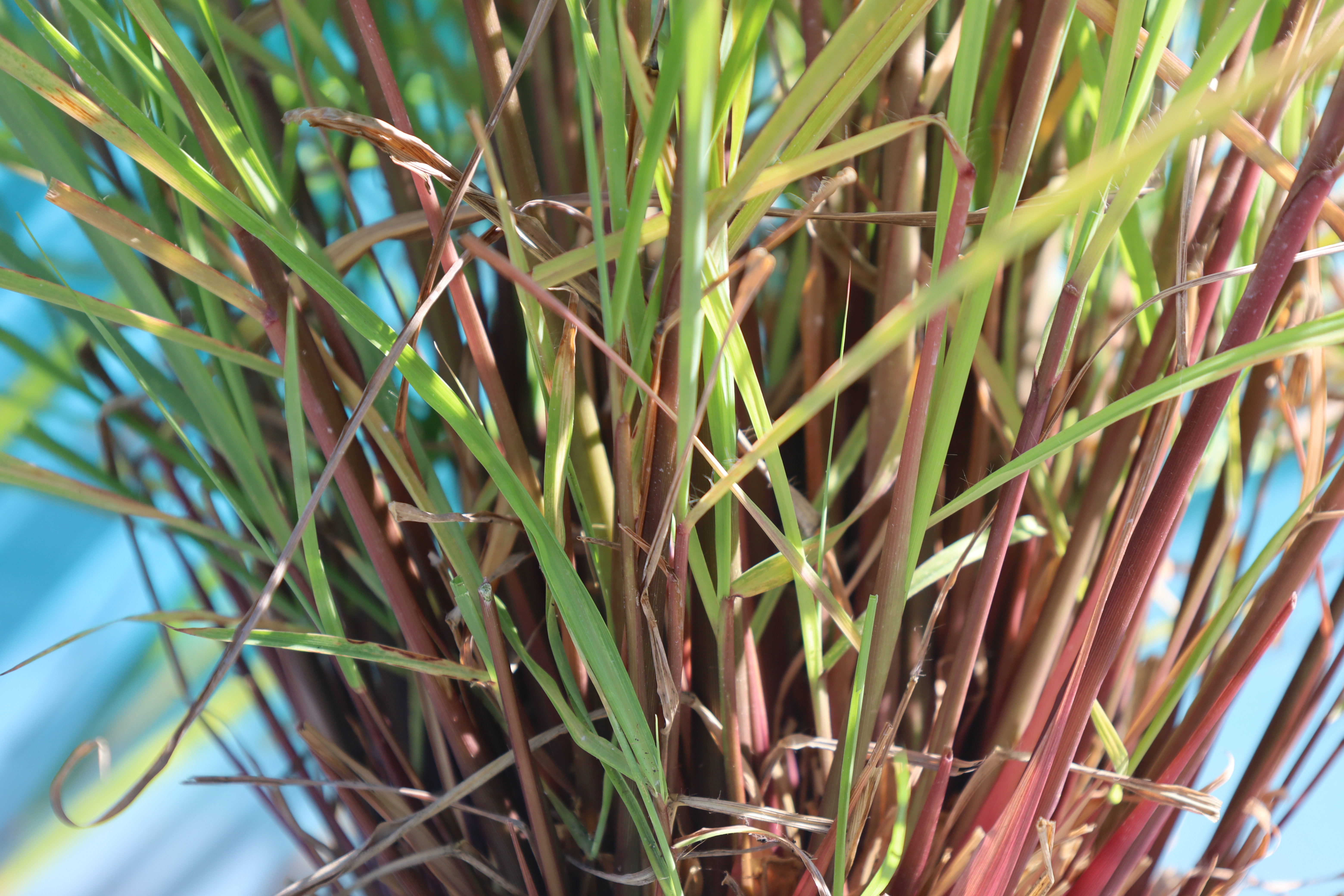 Cymbopogon winterianus (Citronella)