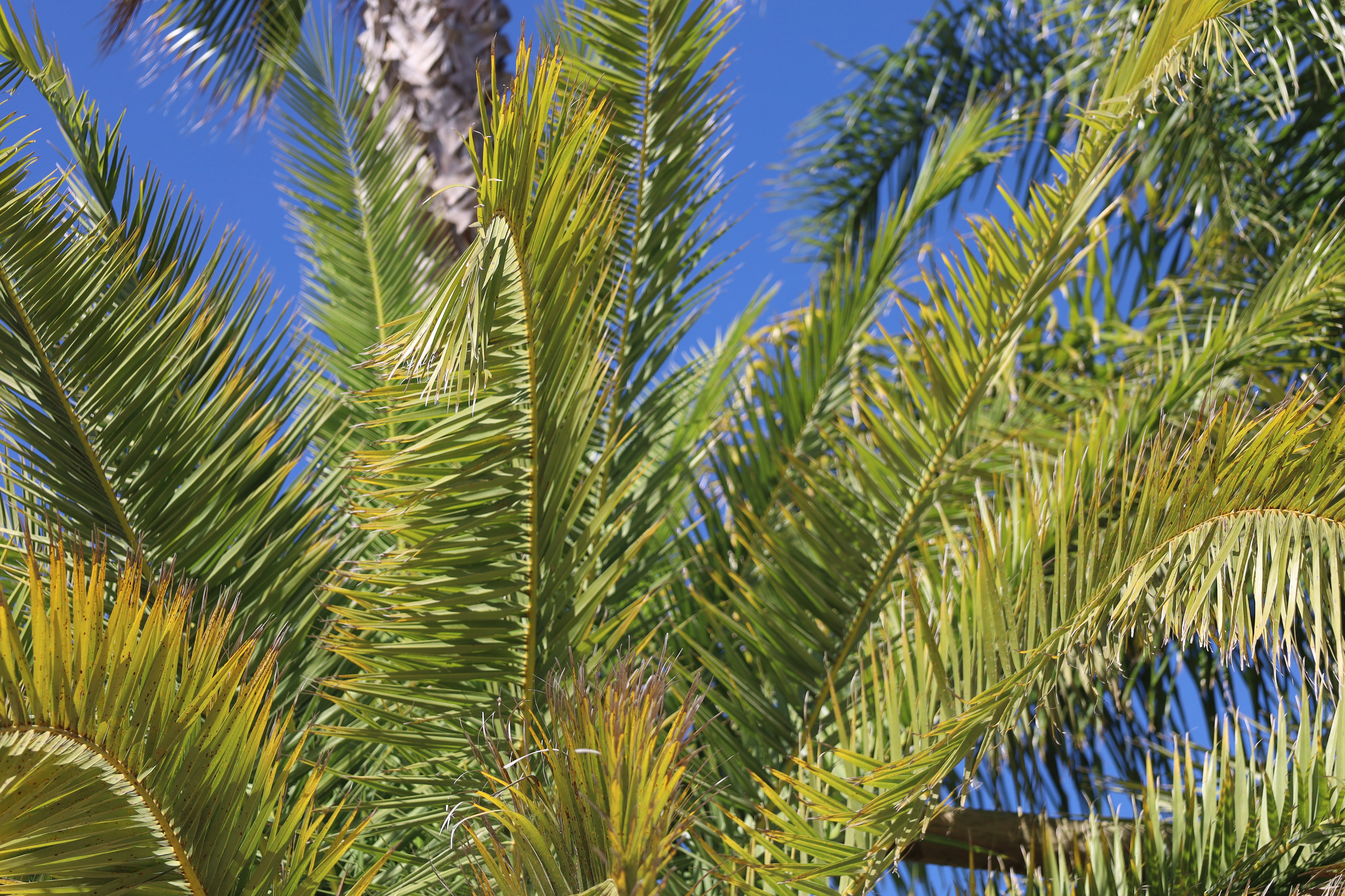 Phoenix canariensis