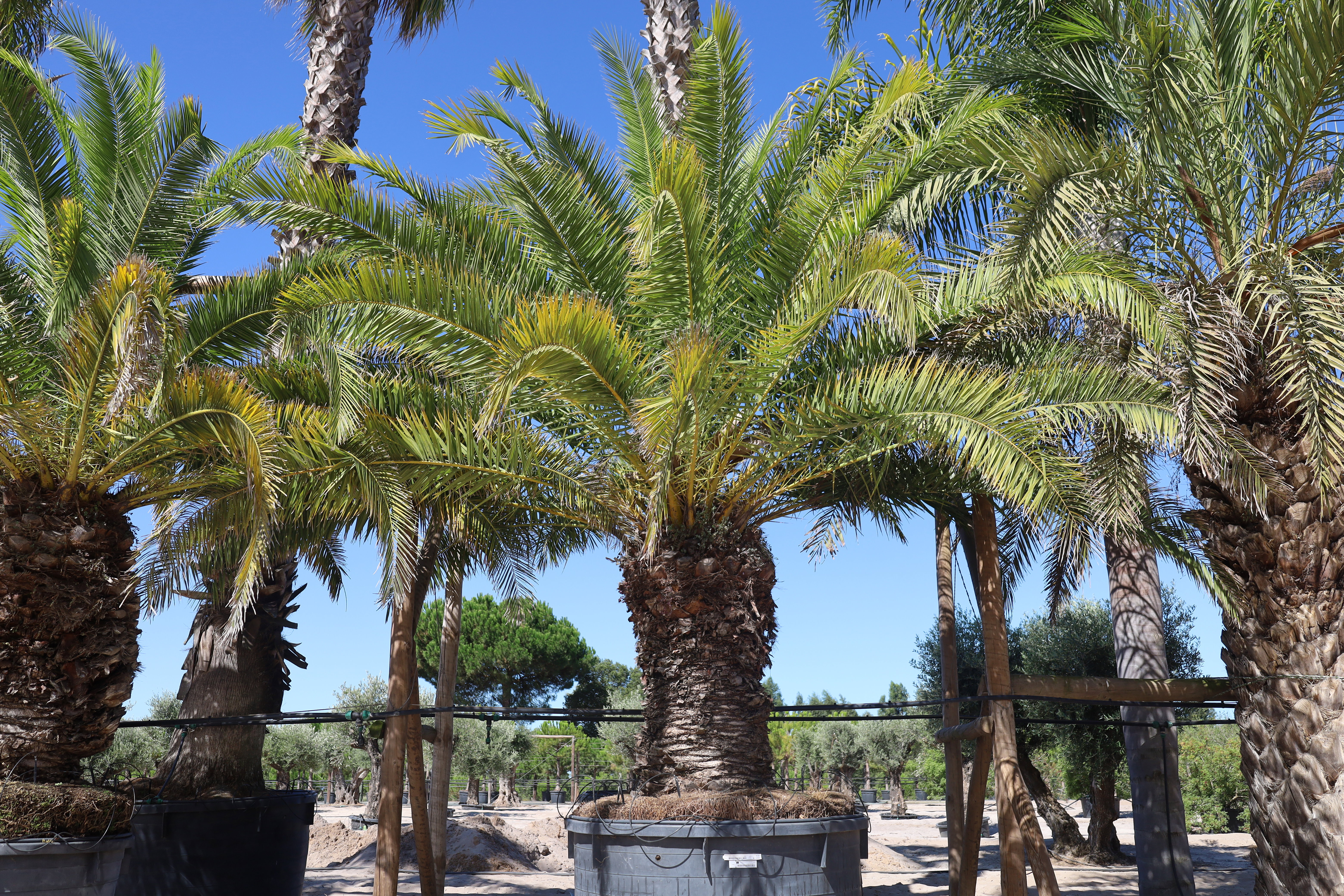 Phoenix canariensis