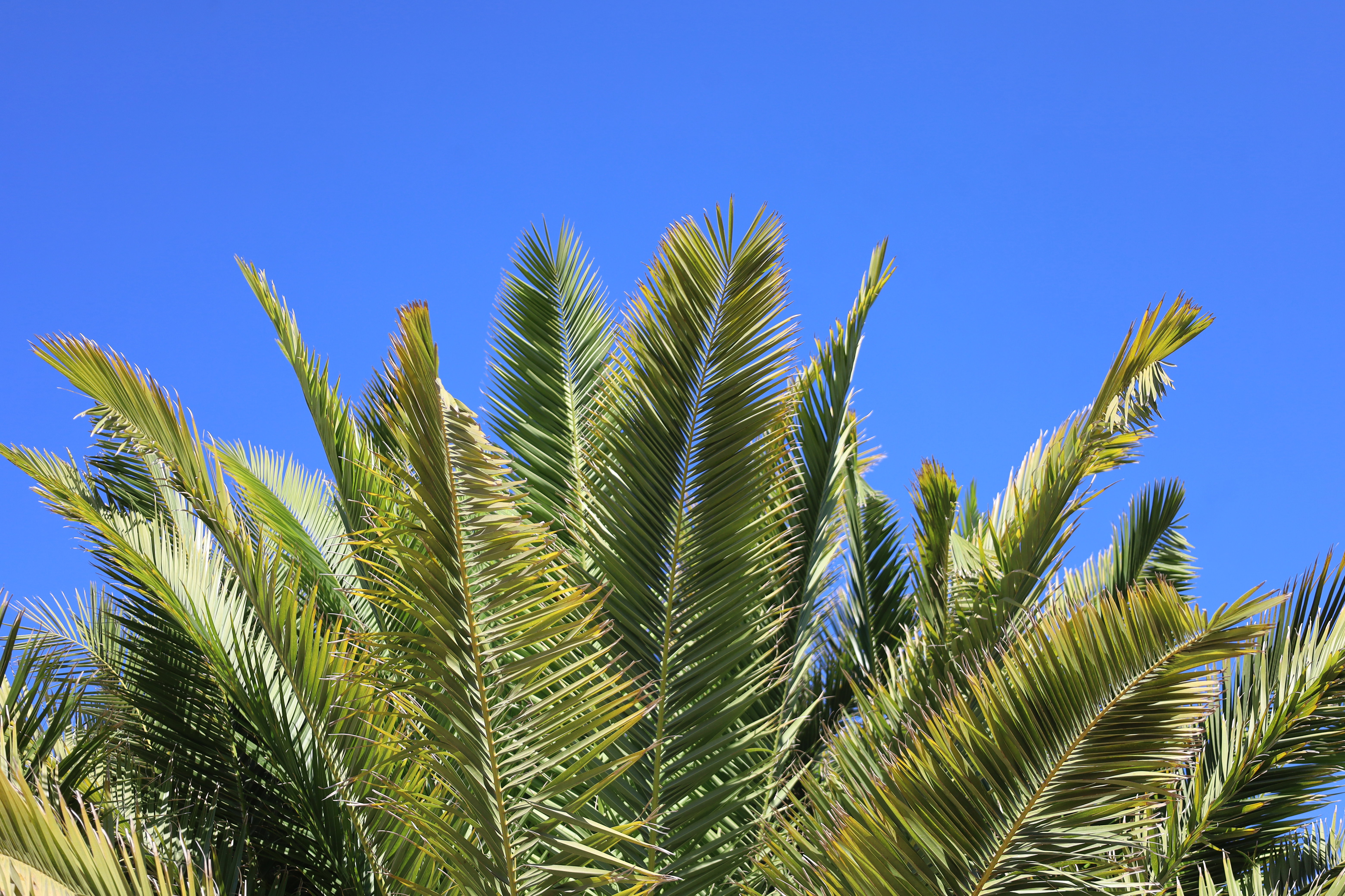 Phoenix canariensis