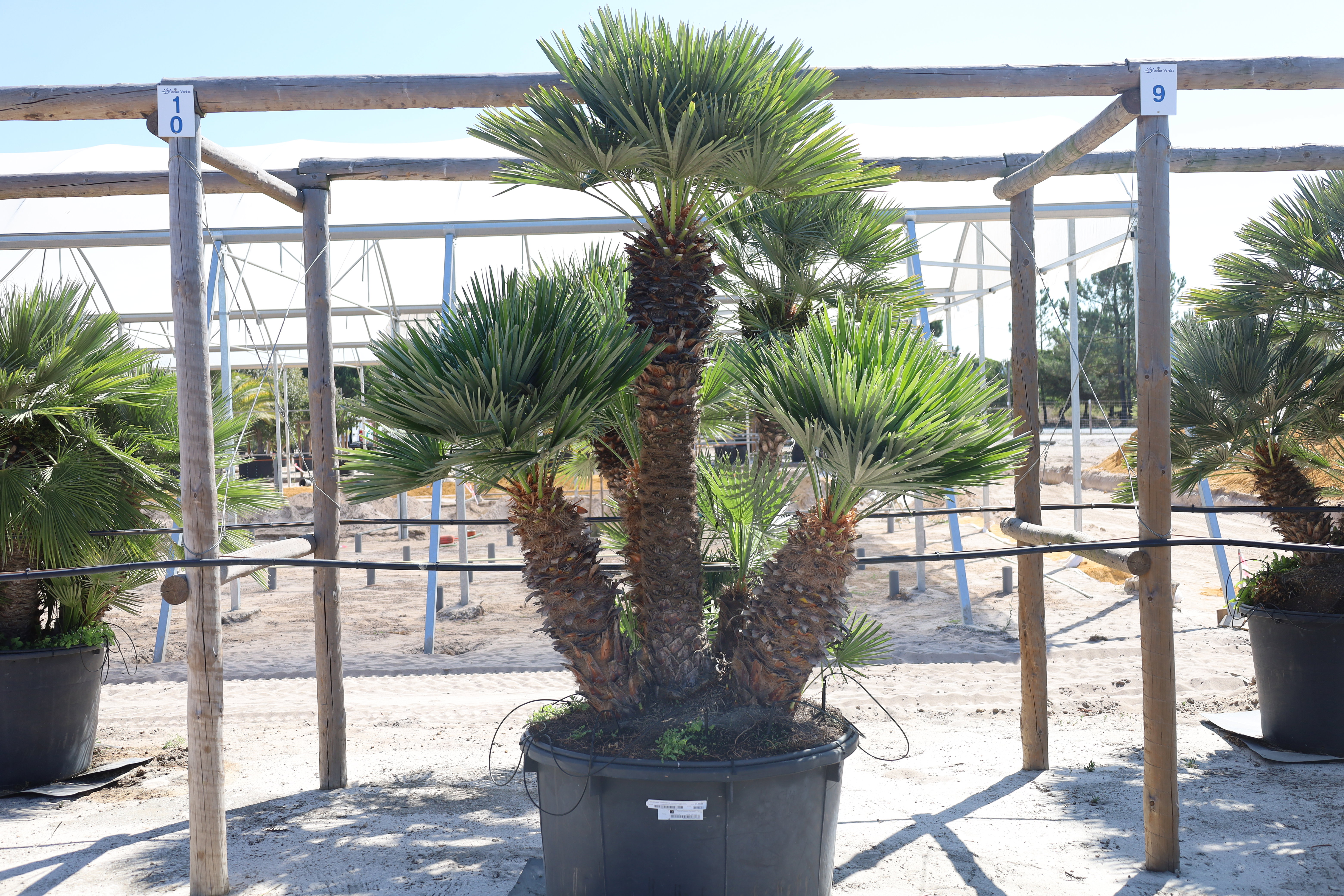 Chamaerops humilis