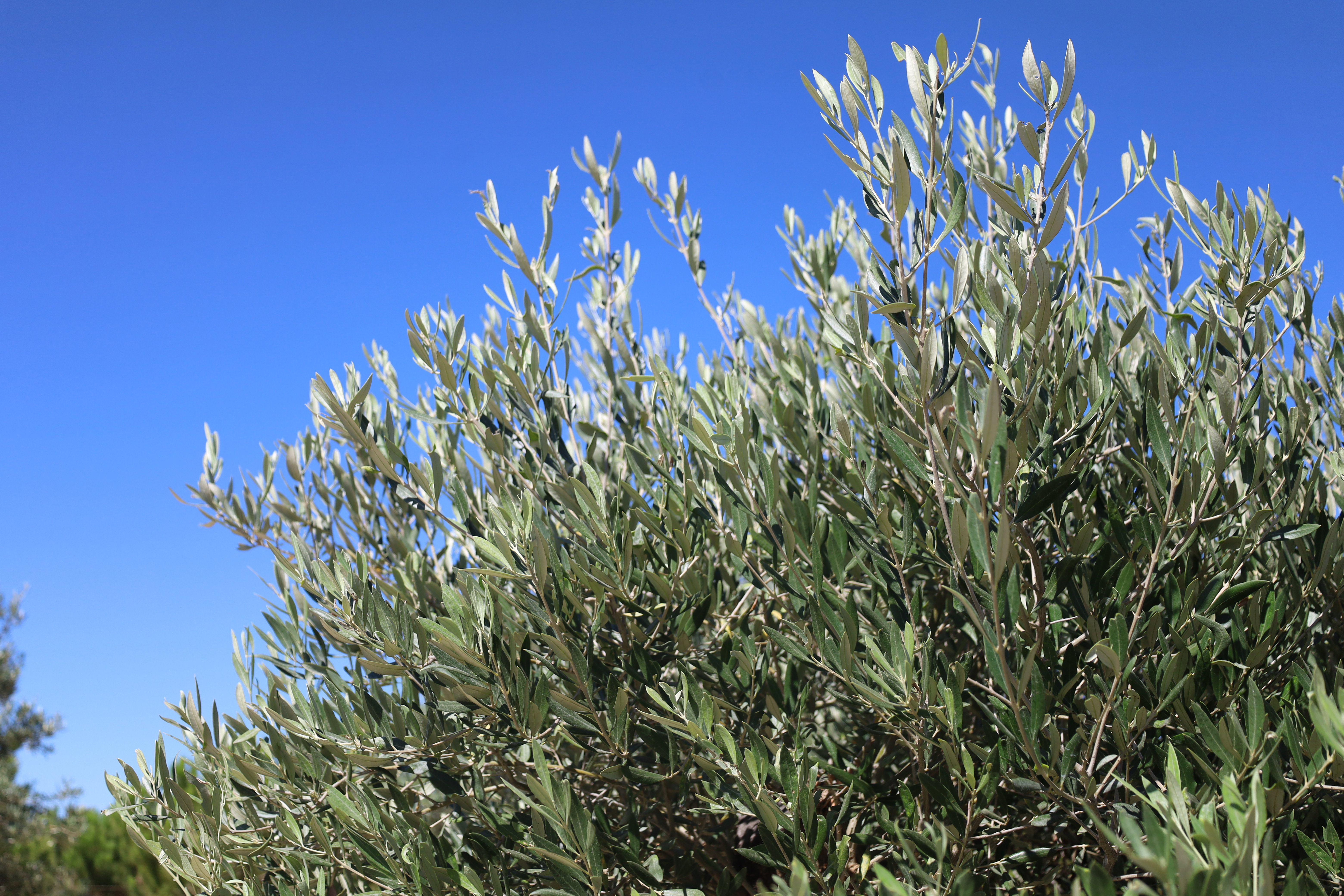 Olea europaea