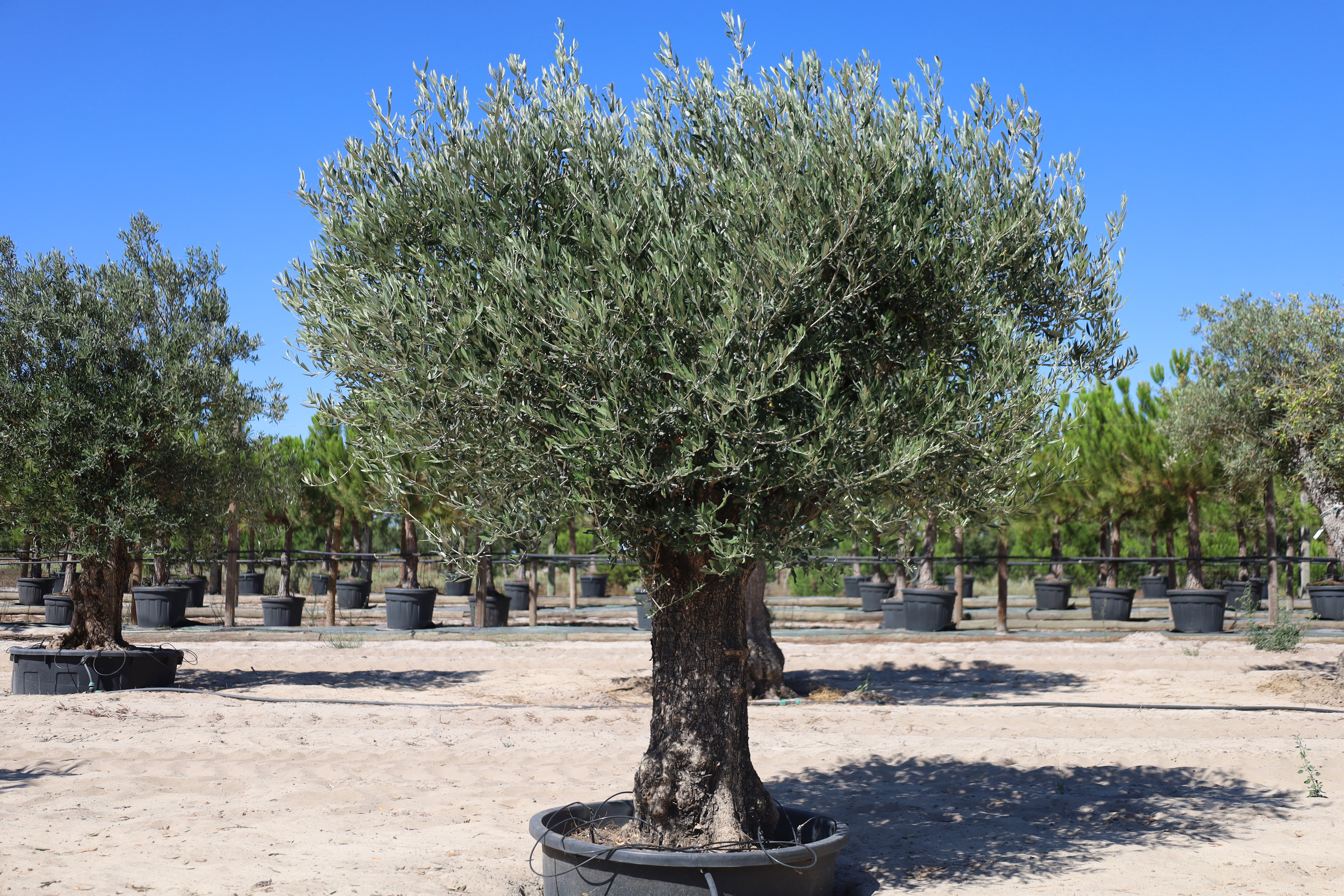 Olea europaea