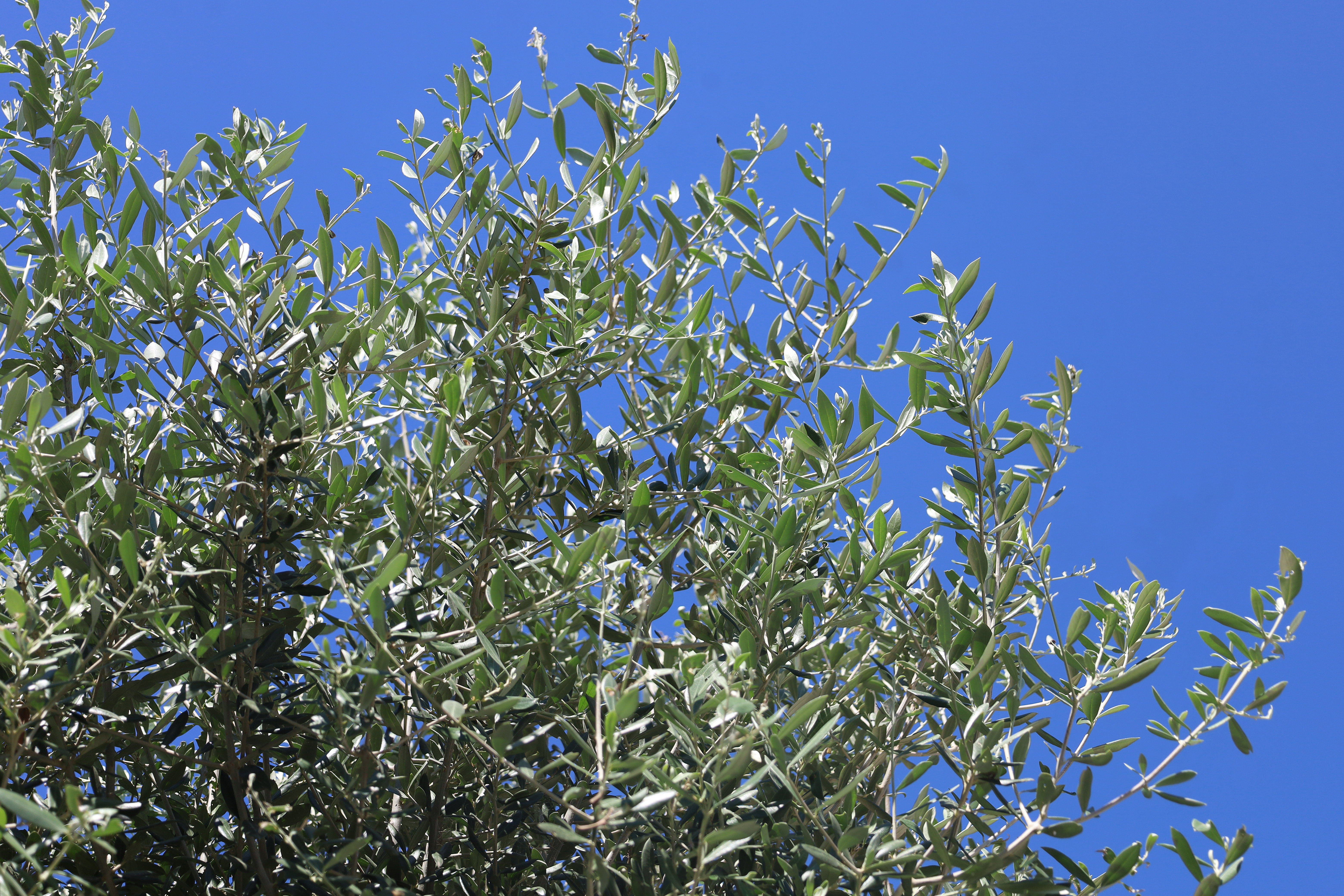 Olea europaea
